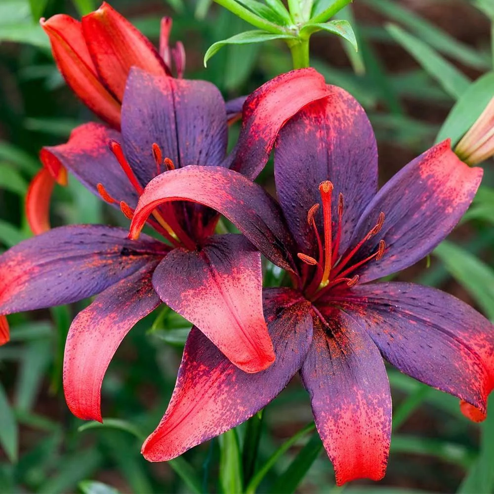 Bulbi de crini asiatici Lilium Tango Olina (2 bulbi)