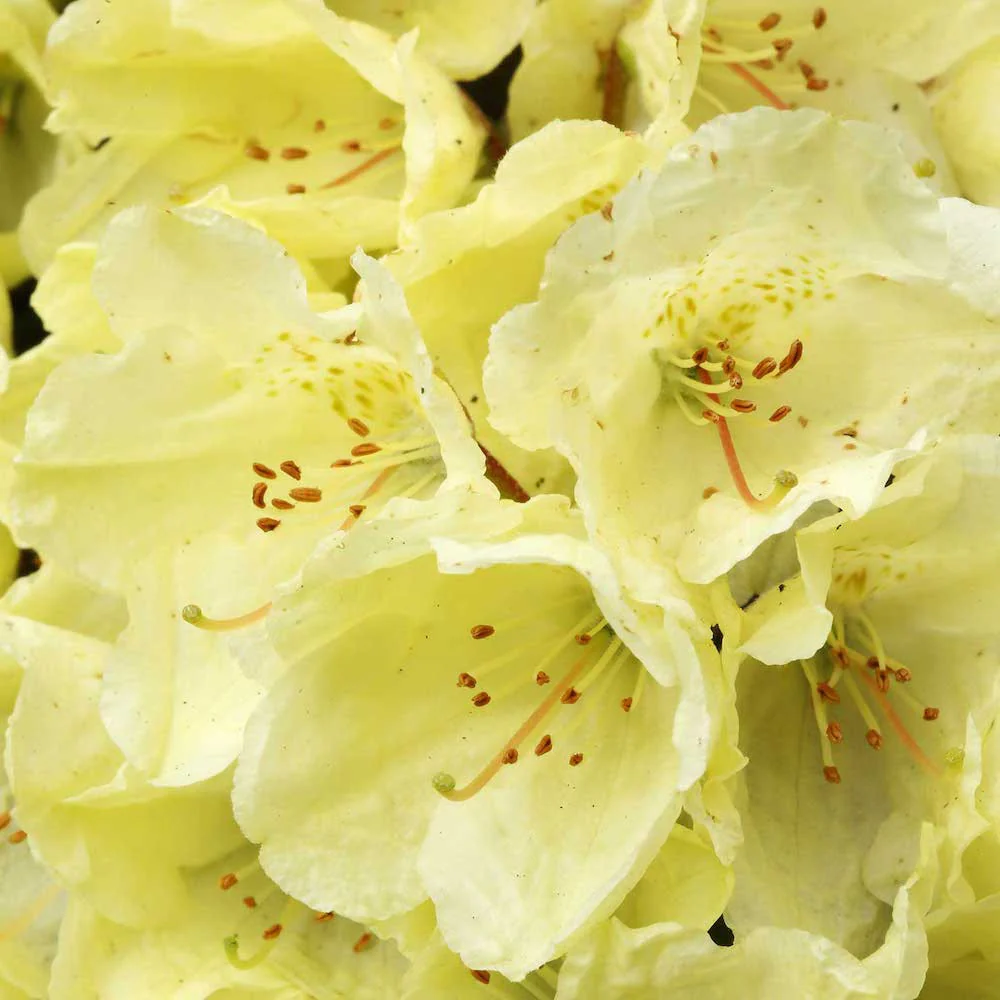 Rhododendron Wren – azalee de gradina galbena