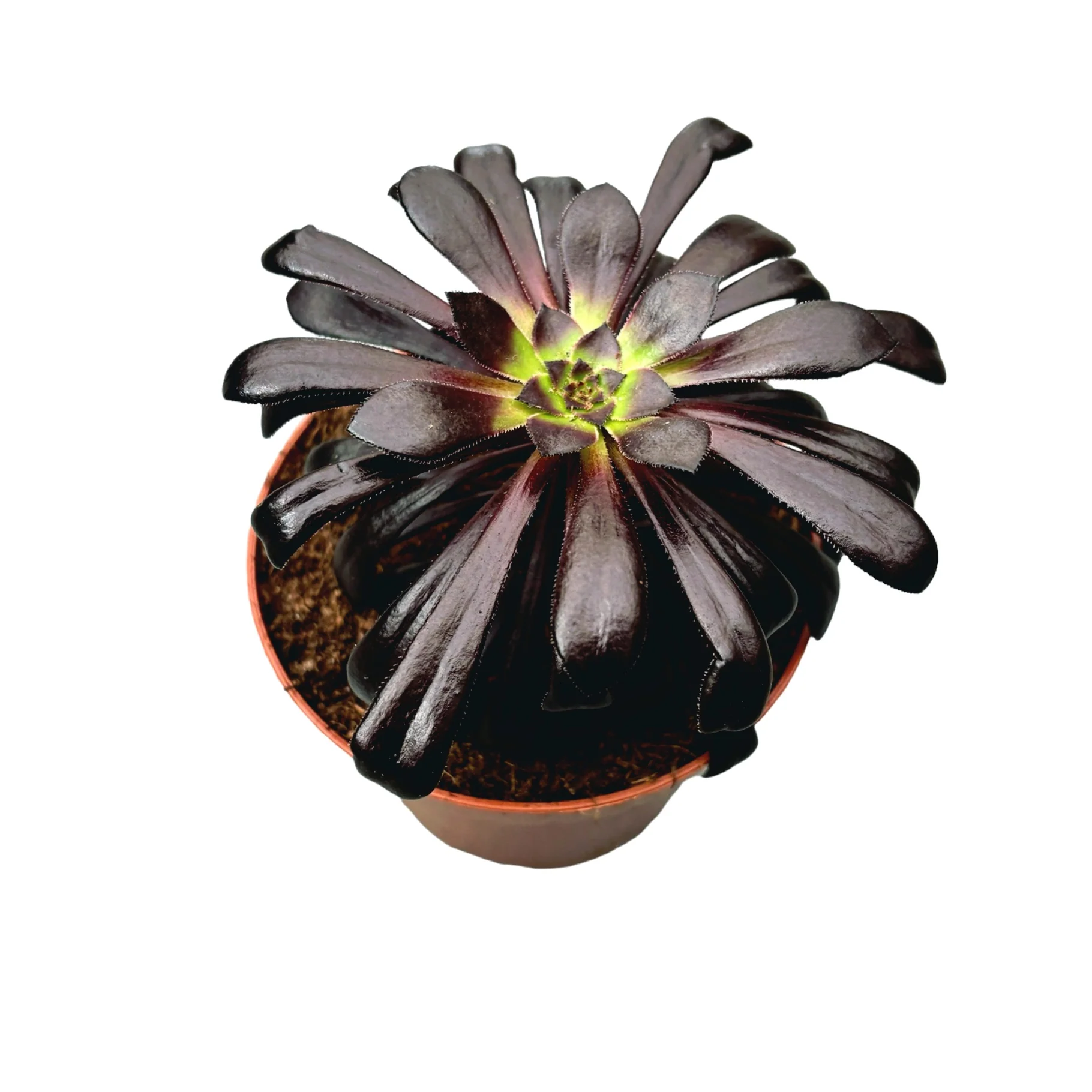 Aeonium arboreum ‘Zwartkop’ (trandafirul irlandez)