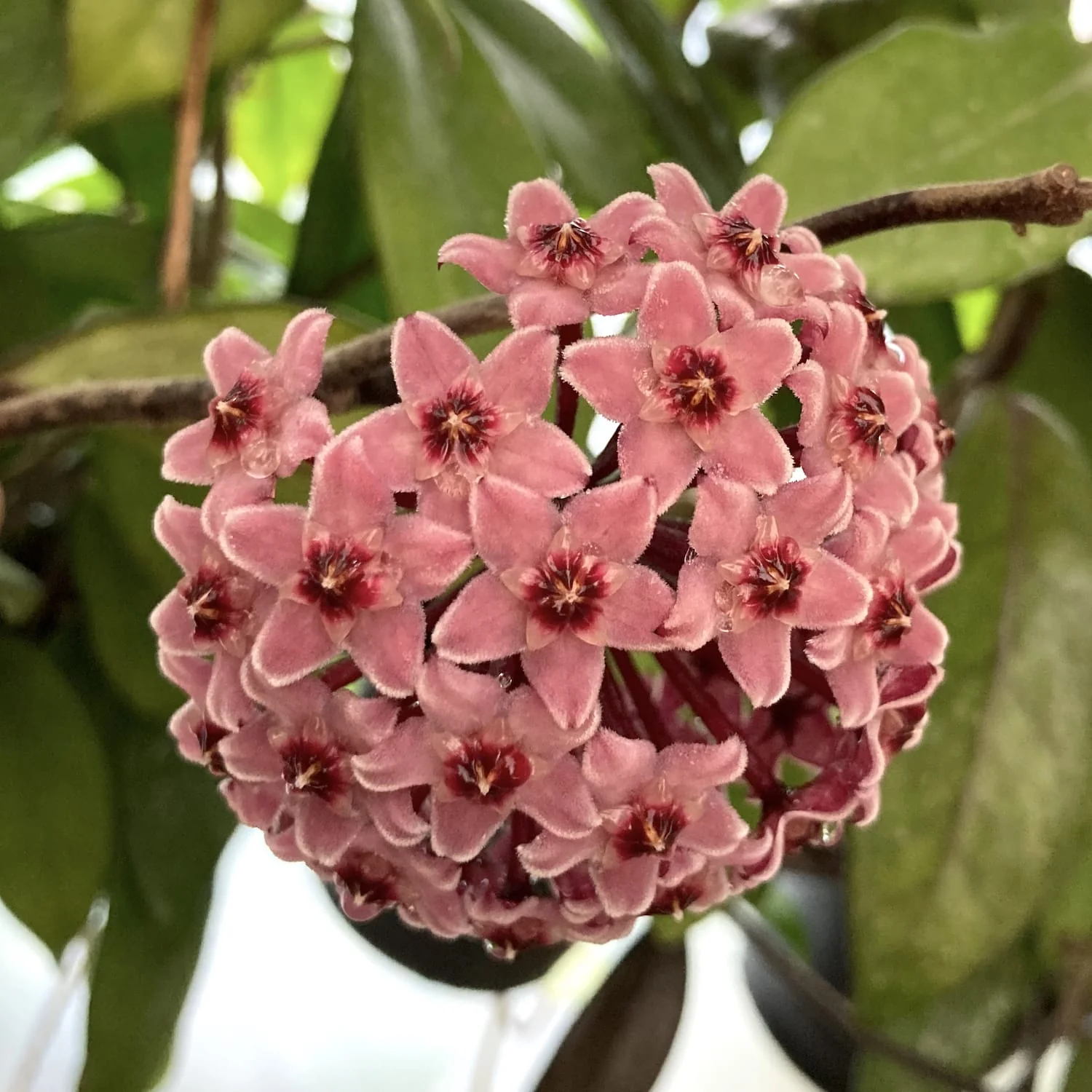 Hoya (carnosa x pubicalyx)