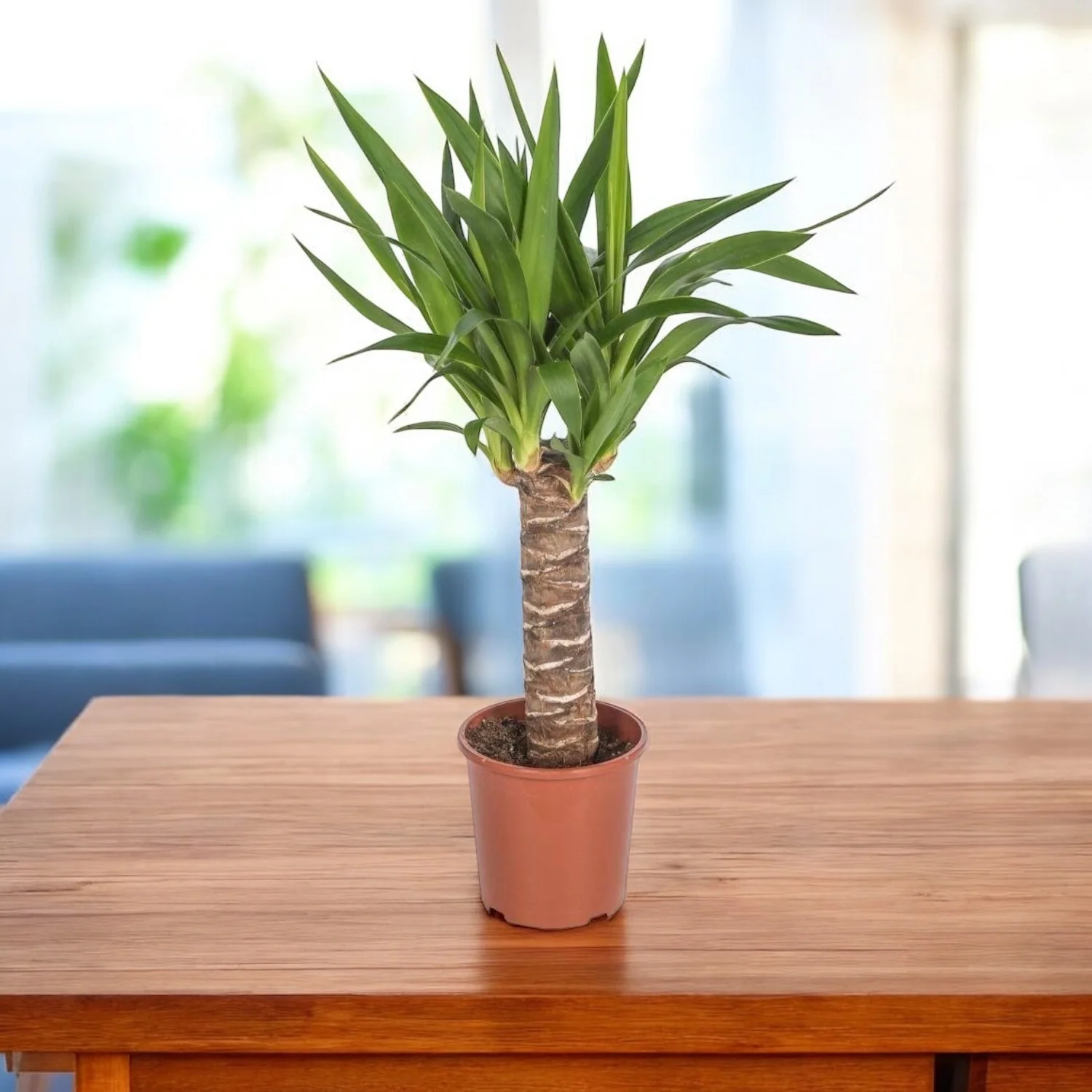 Yucca de apartament – Arborele vietii, Copacul Mayas