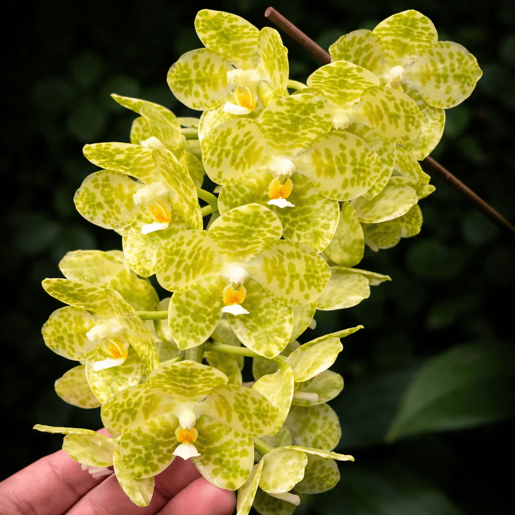 Phalaenopsis gigantea var. alba – parfumat