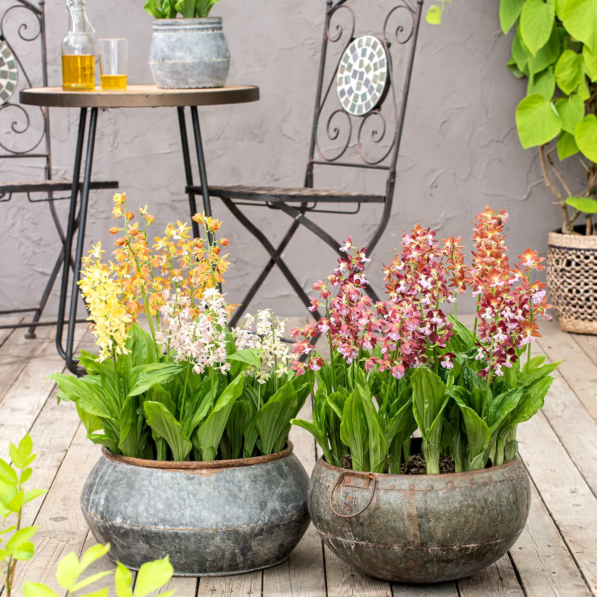 Calanthe mix (orhidee de gradina) – flori parfumate