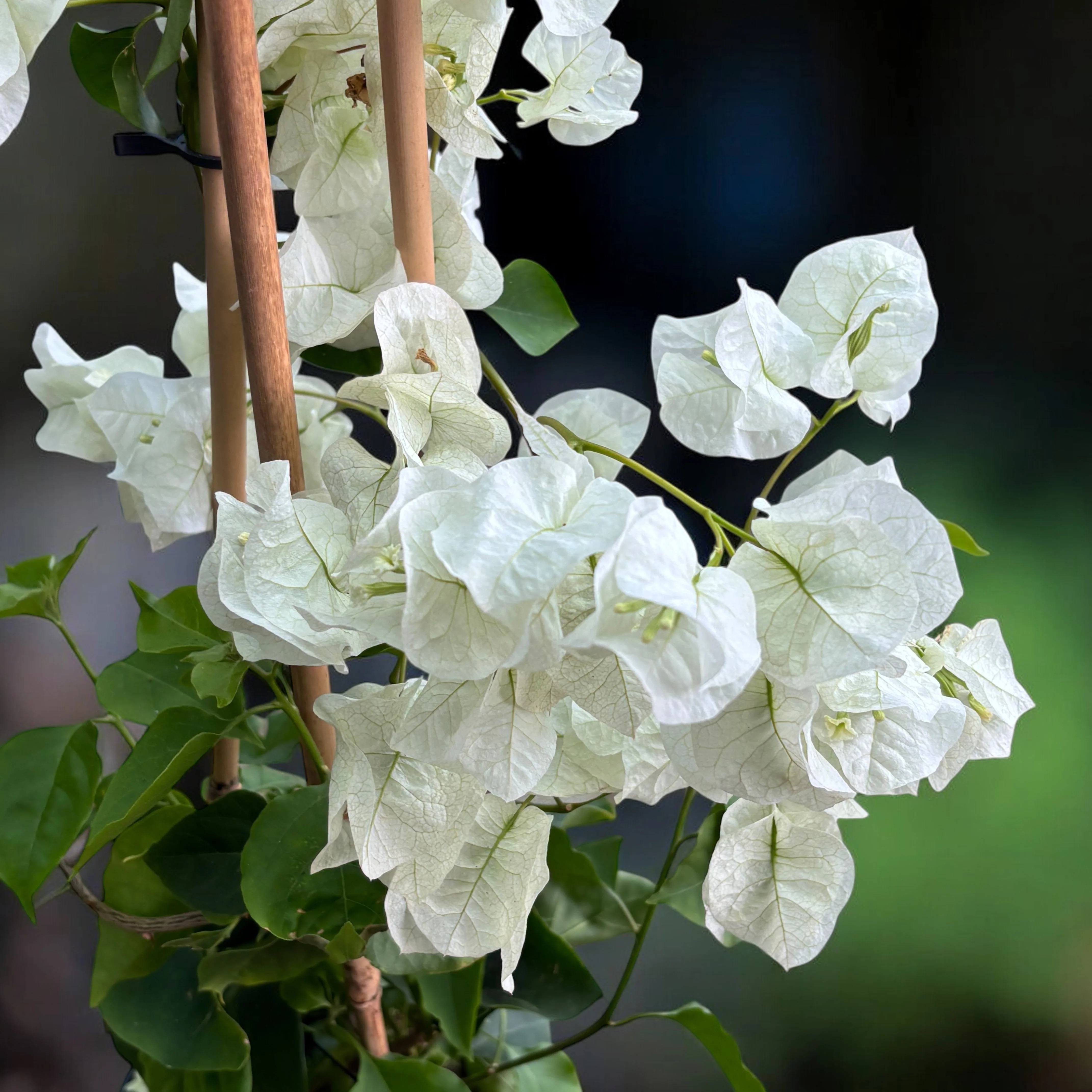 Bougainvillea 'White’- Floarea de hartie alba