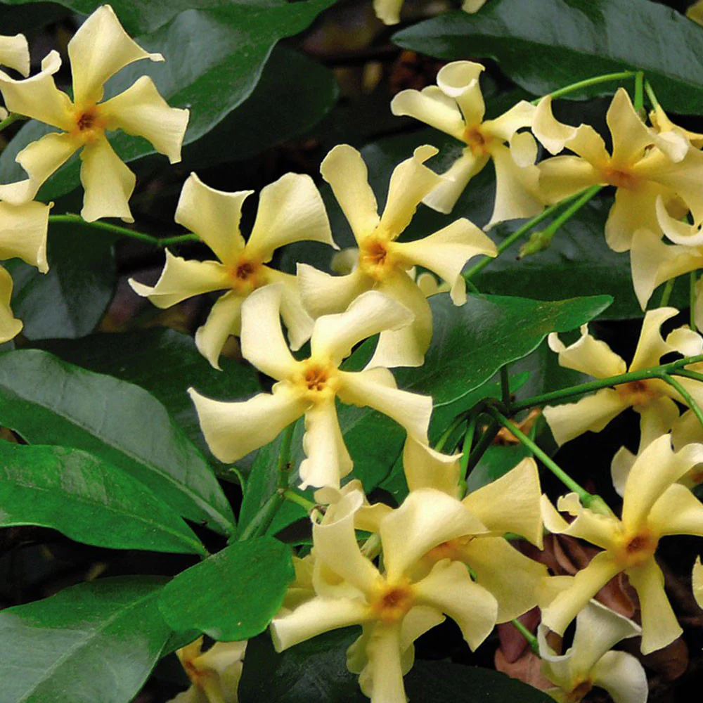Iasomie stelara parfumata galbena – Trachelospermum jasminoides 'Star of Toscane’