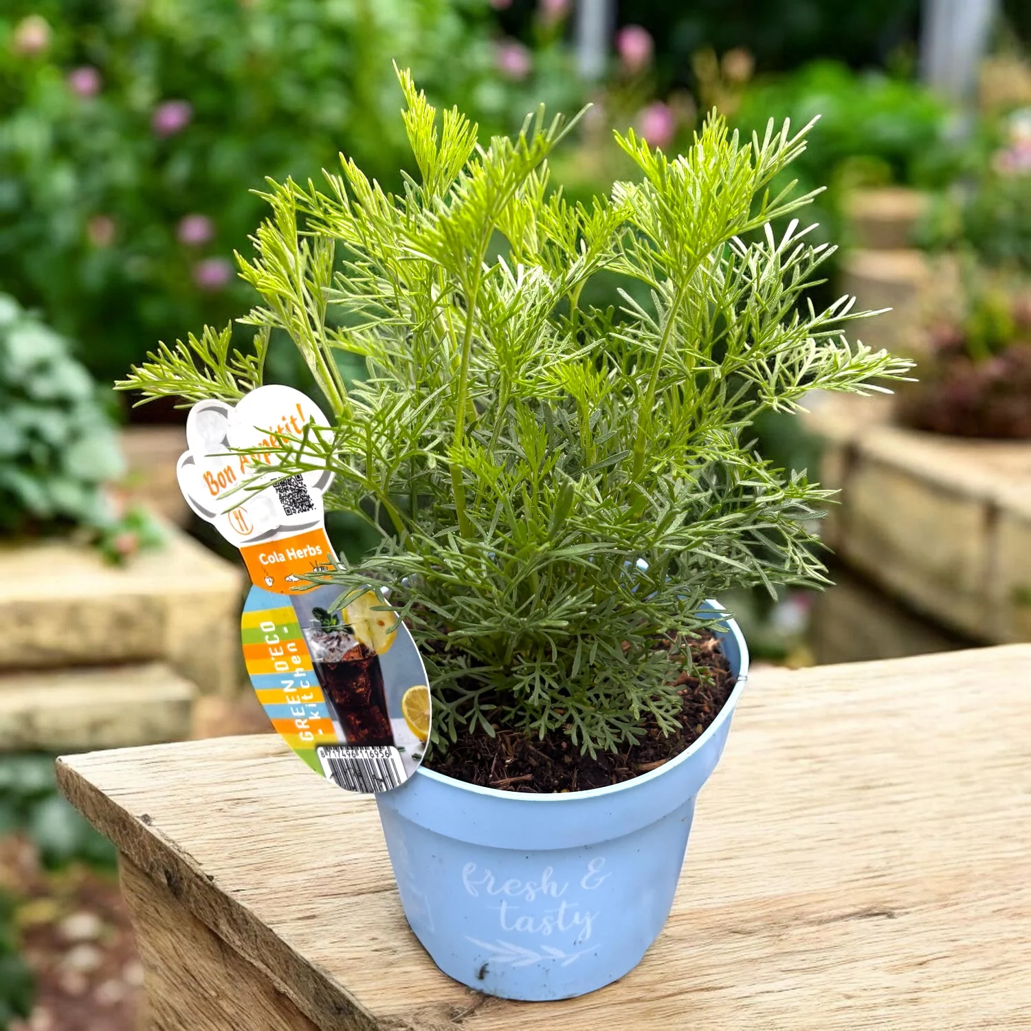 Artemisia abrotanum (Lemnul Domnului, Coca-Cola Plant) – Planta aromatica comestibila