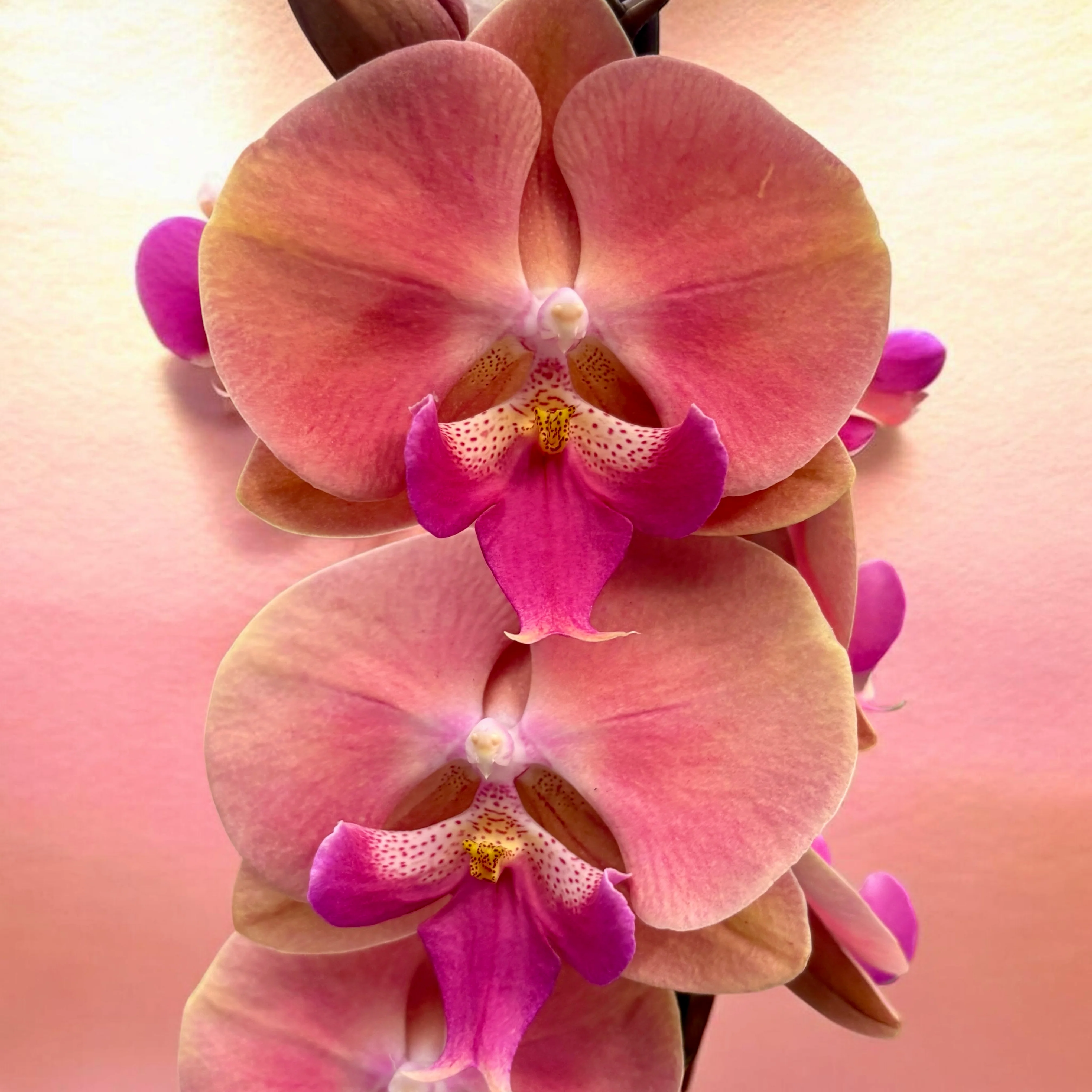 Phalaenopsis Anthura Menton big lip