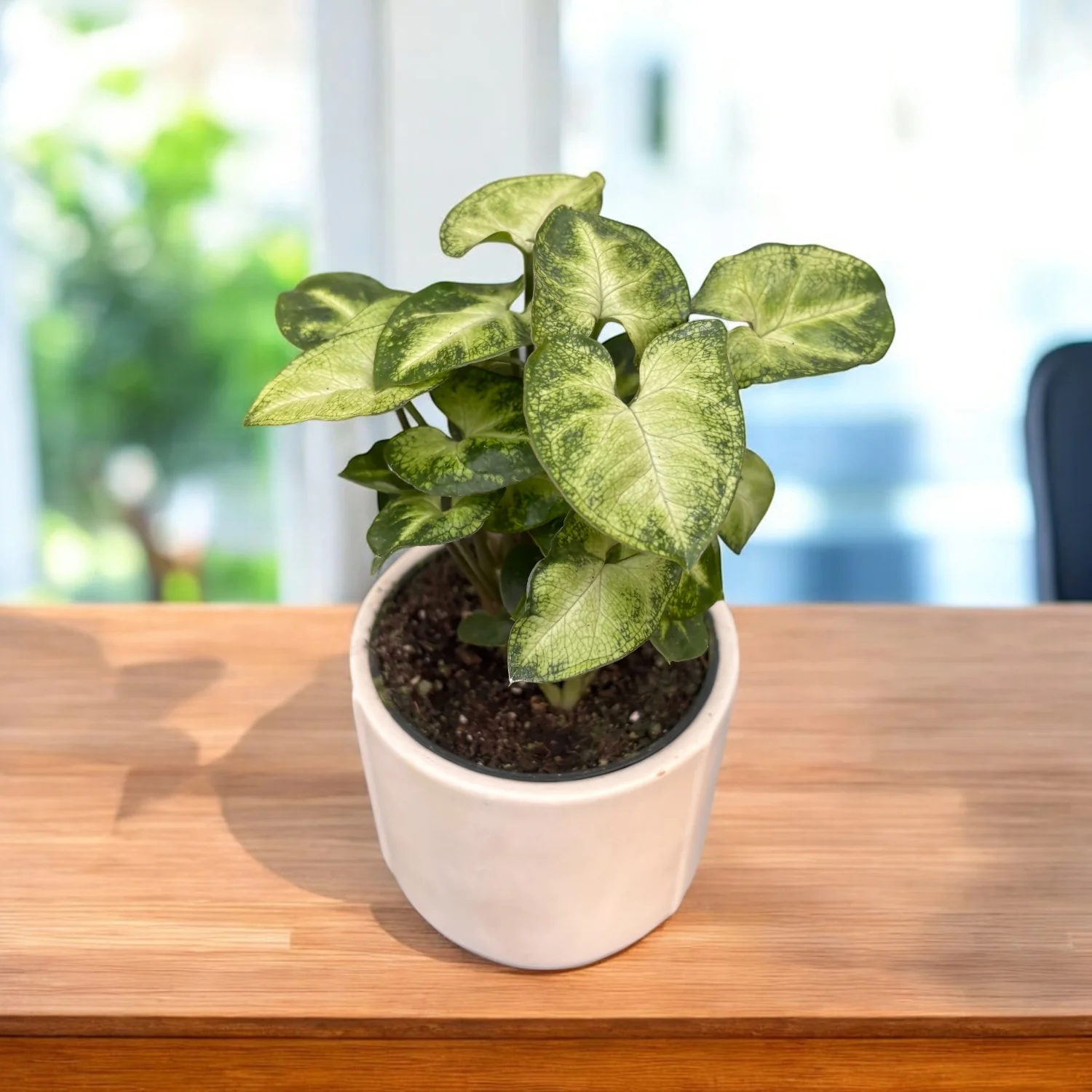 Syngonium ‘Pixie’ (babyplant) – frunzis mini, compact, perfect pentru spatii mici