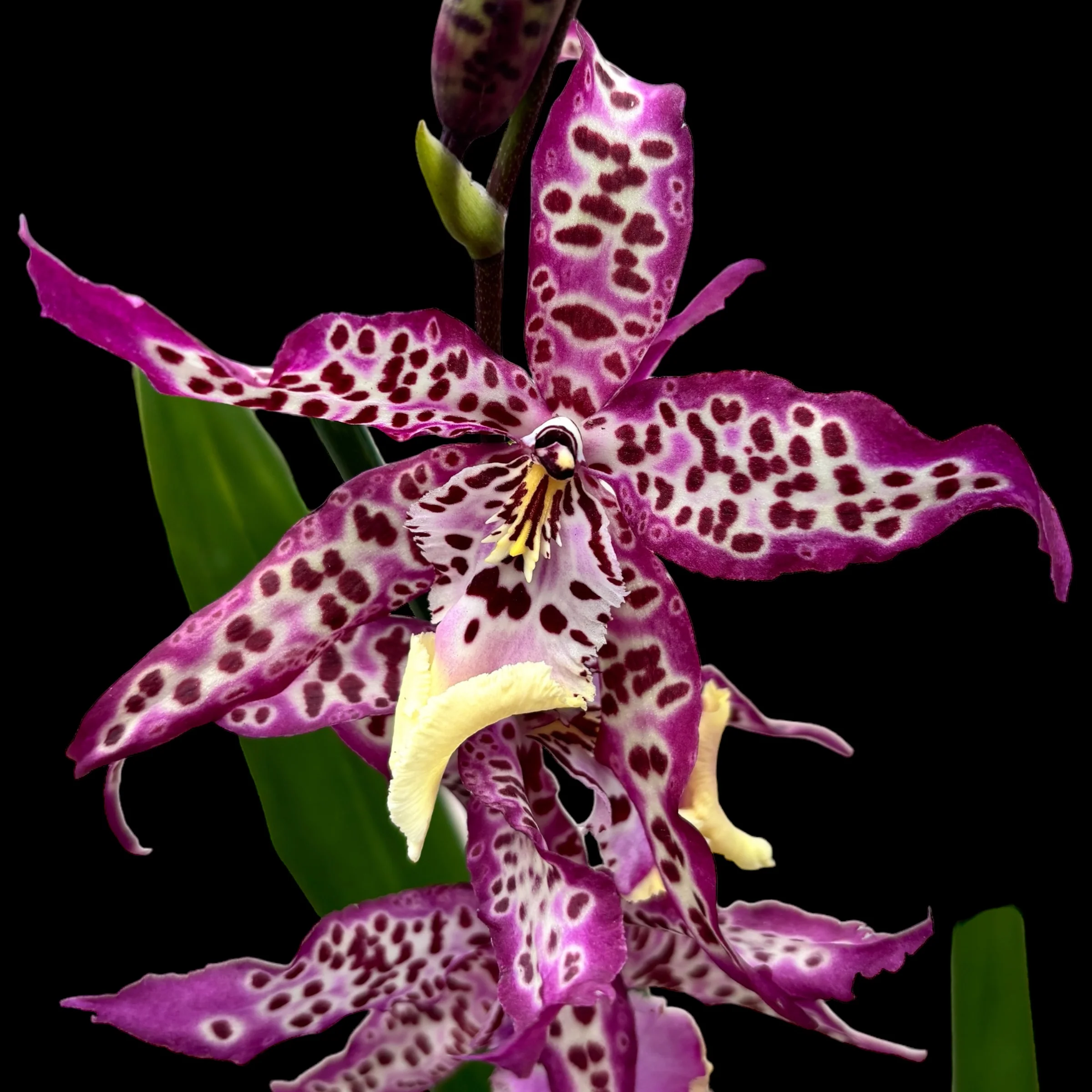 Degamoara Purple Princess – flori XL