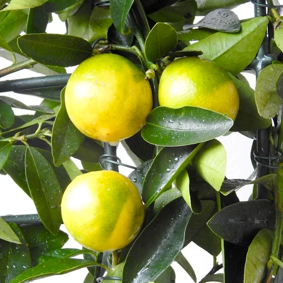 Limequat Lara (lime x kumquat) – pe picior