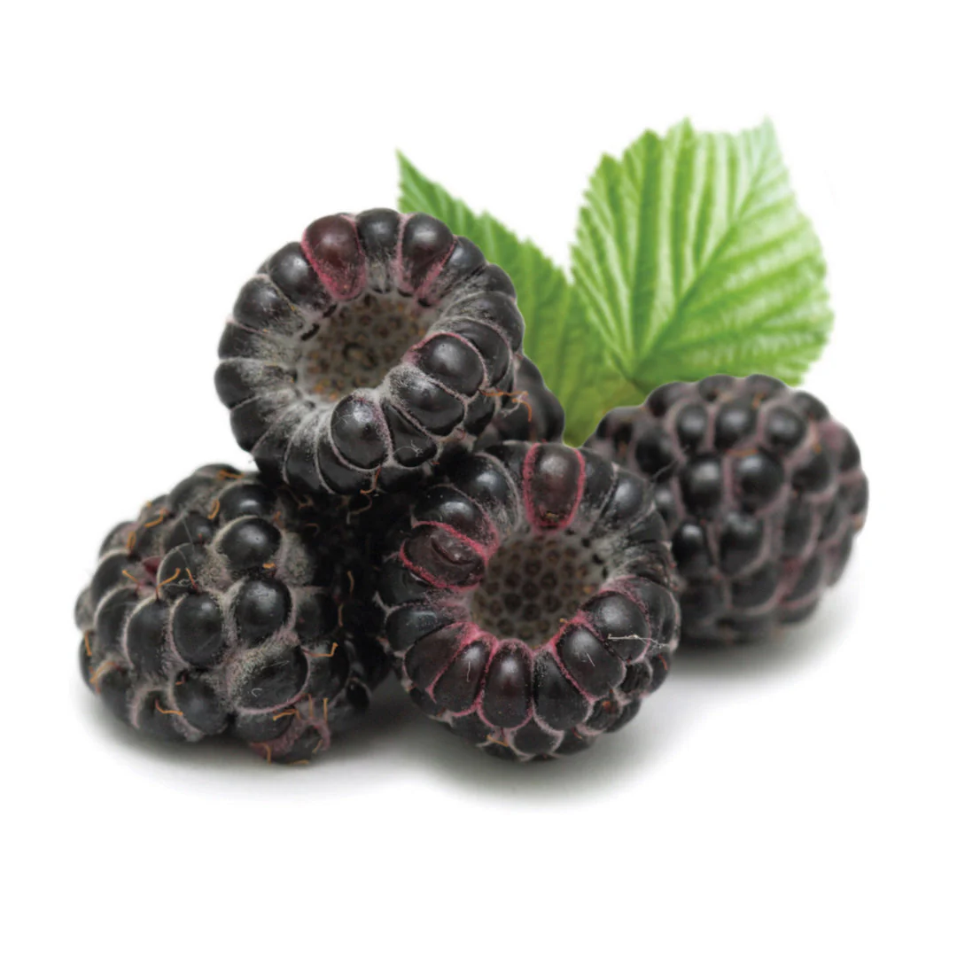 Zmeur negru – Rubus idaeus 'Black Jewel’