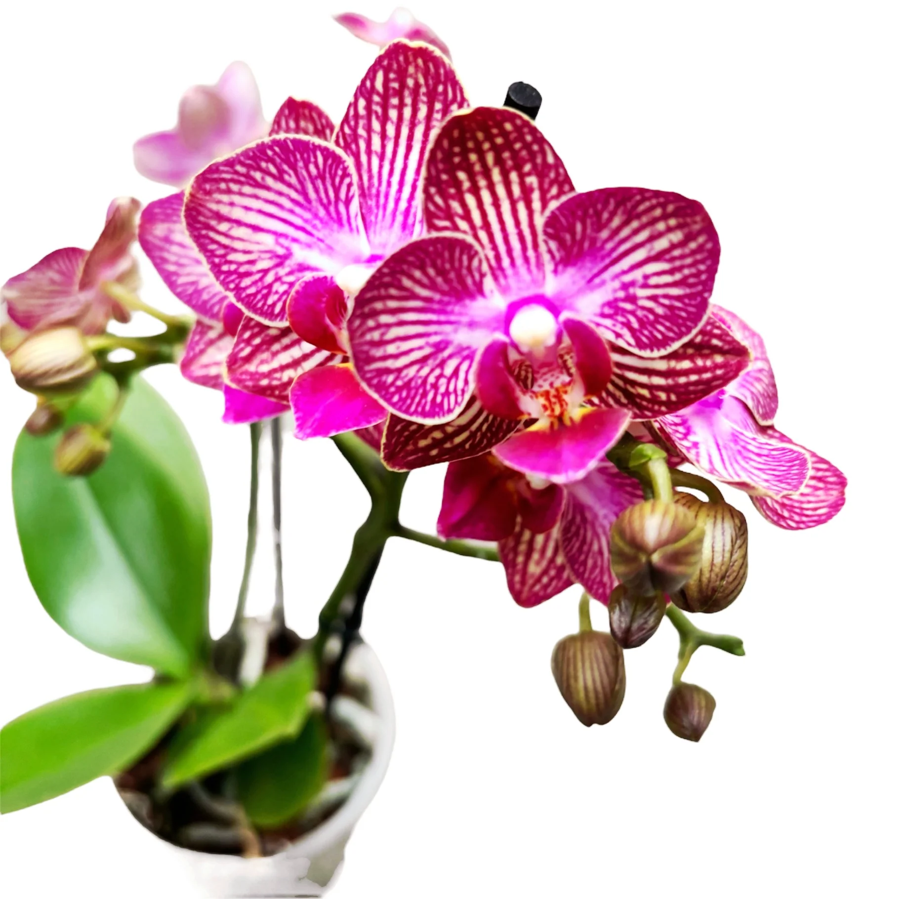 Phalaenopsis Lola – flori parfumate
