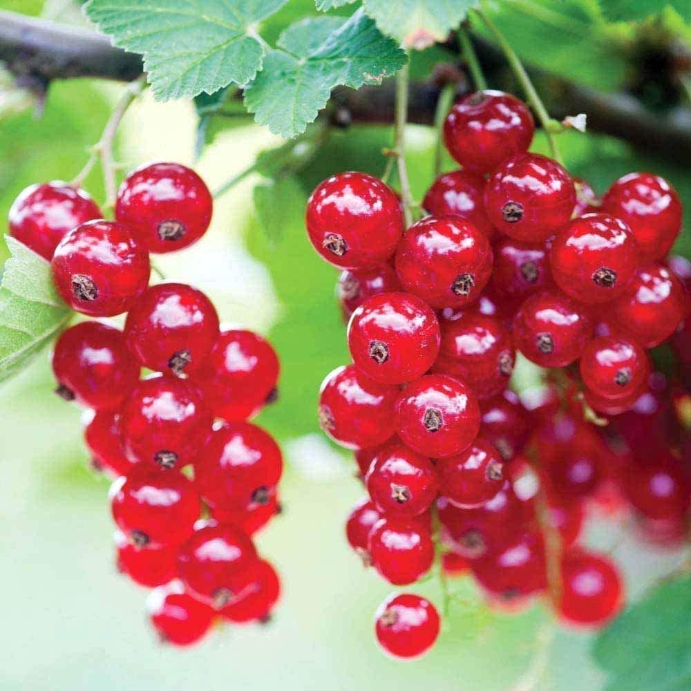 Coacaz rosu – Ribes rubrum 'Jonkheer van Tets’ (cultura biologica)