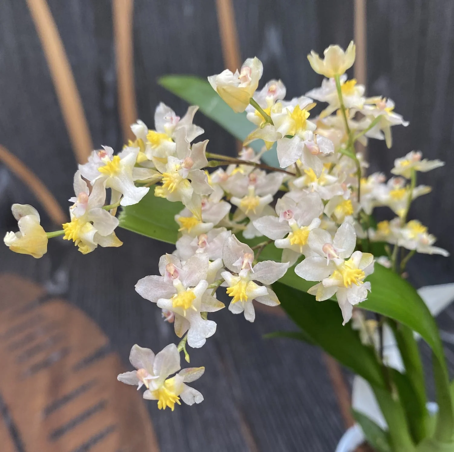 Oncidium Twinkle Pearl – flori intens parfumate