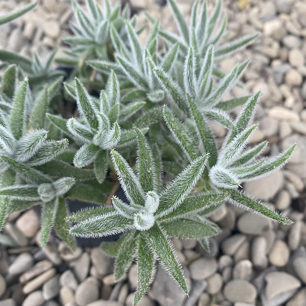 Crassula mesembryanthemoides 'Fuzzy Hair’