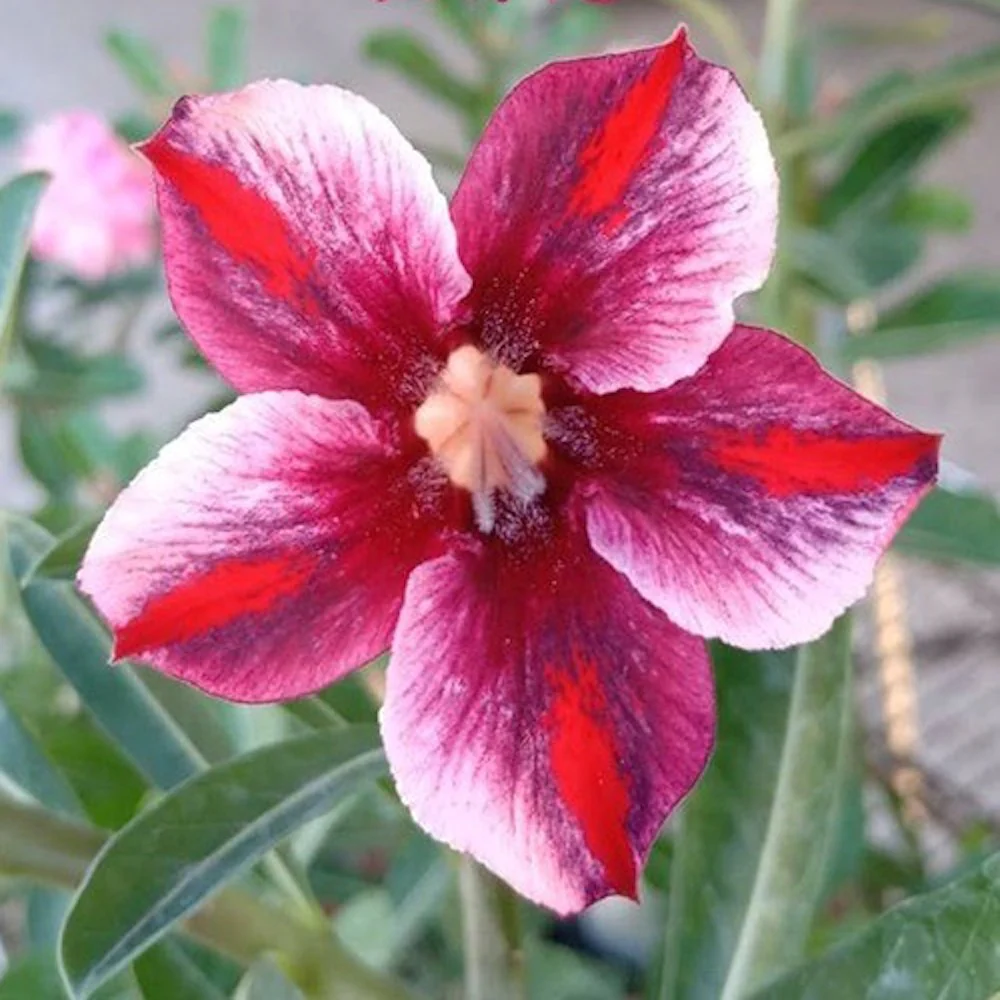 Adenium Obesum 'Black Jack’