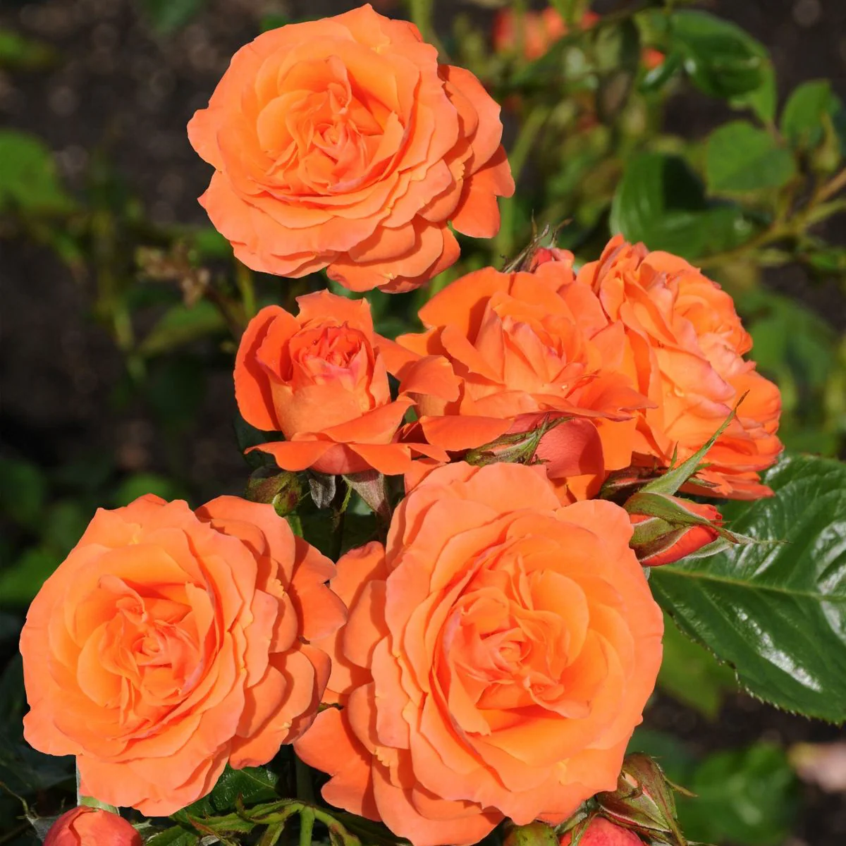 Rosa ‘Orange Queen’® – Trandafir floribunda, catarator, parfumat