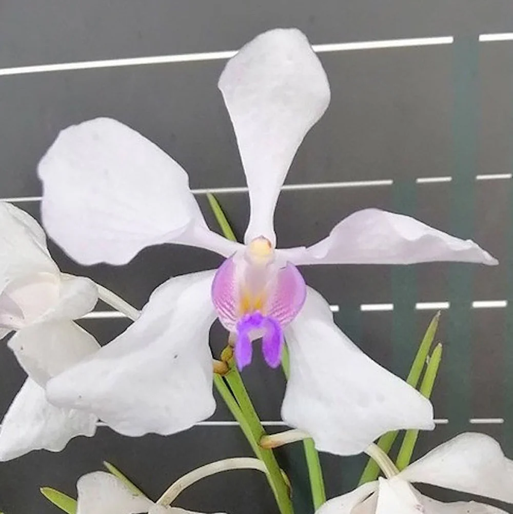 Vanda Teres x Vanda Coerulea parfumata
