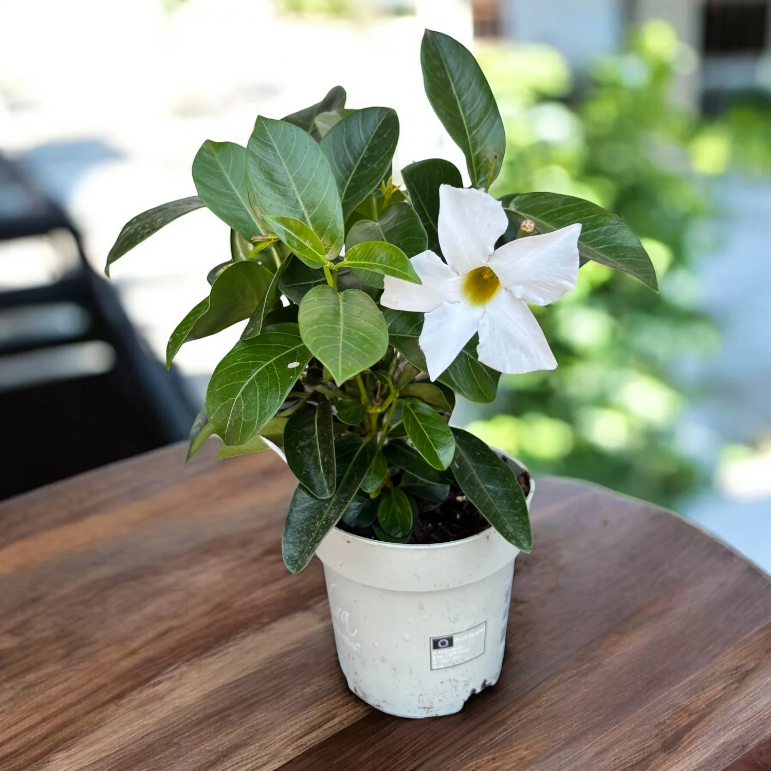 Mandevilla (Dipladenia) ‘Rio’ White – flori parfumate albe