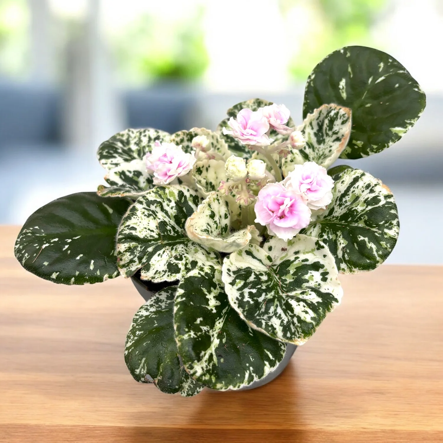 Saintpaulia ‘Watermelon Snow’ – violeta africana cu frunzis variegat si flori duble roz-pal