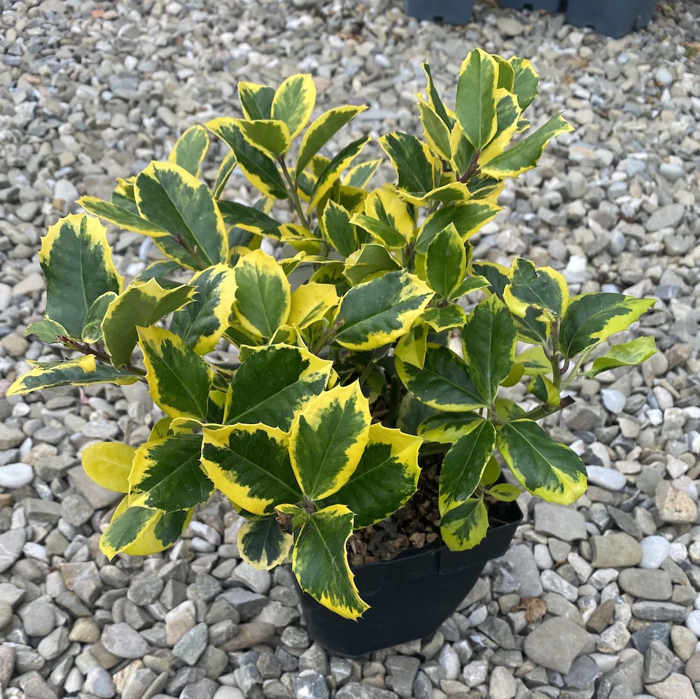 Ilex altaclerensis 'Golden King’ (laur)
