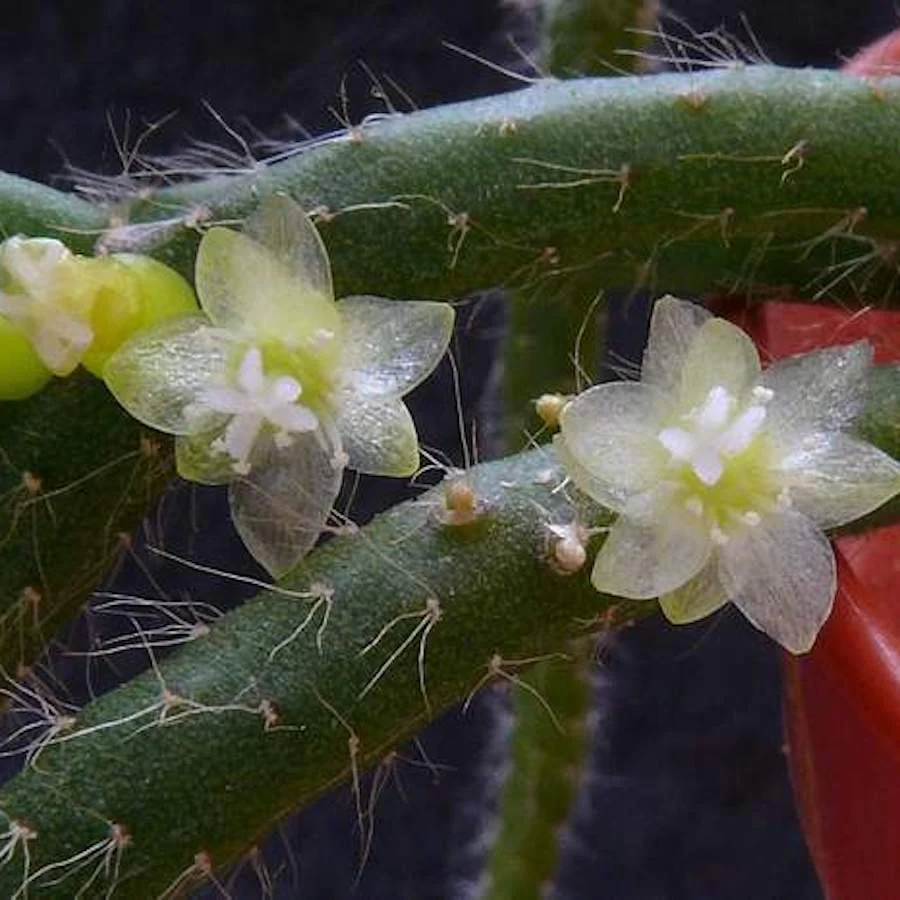 Rhipsalis baccifera subsp. horrida – exemplare XL