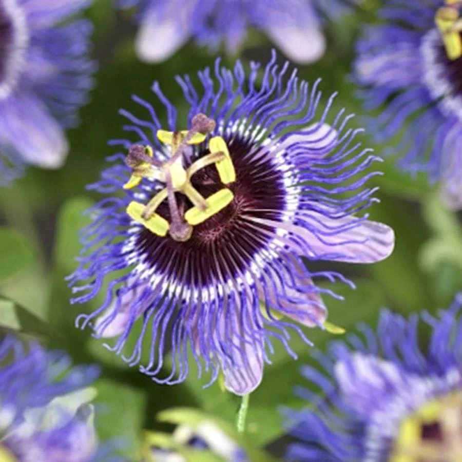 Passiflora 'Purple Rain’ – floarea pasiunii