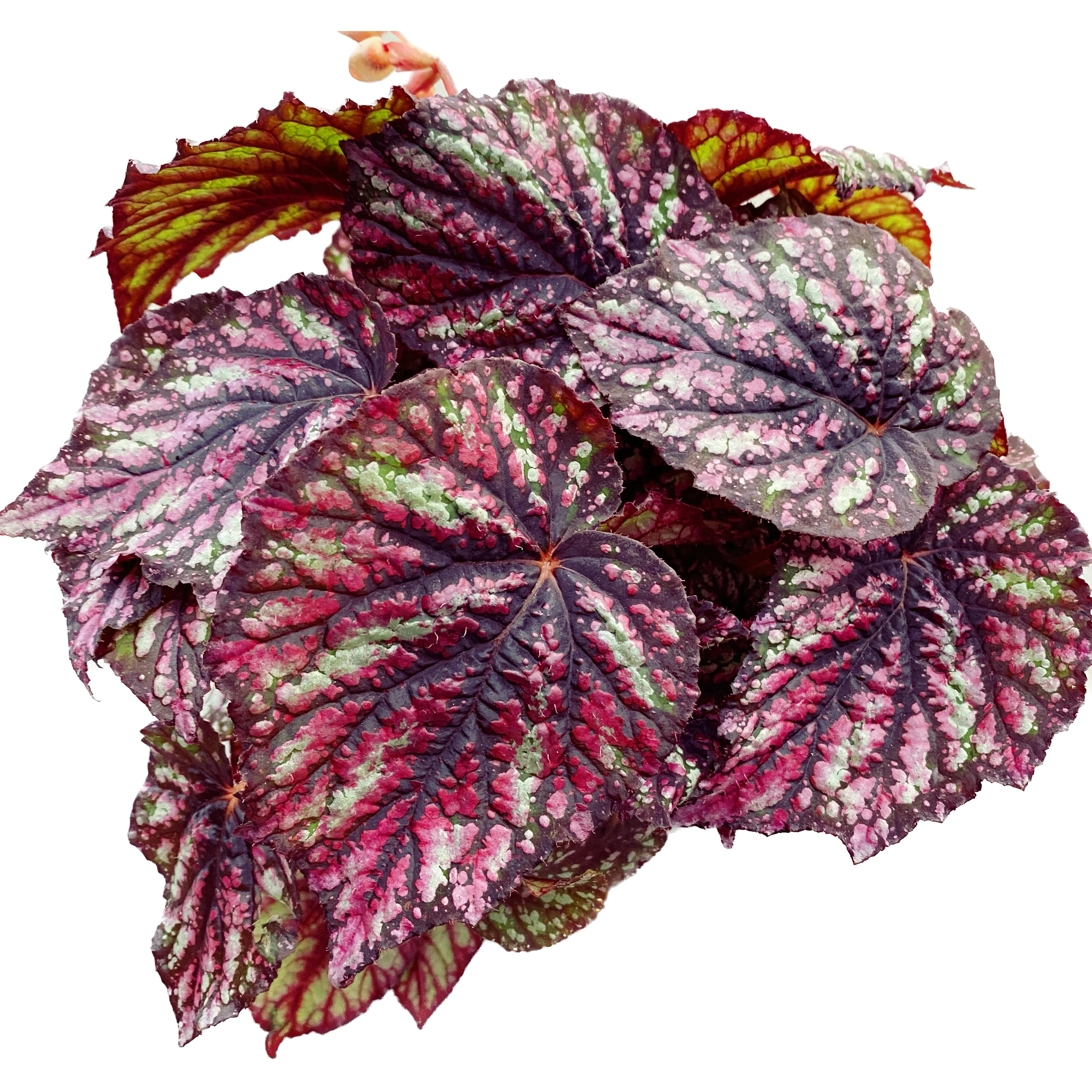 Begonia 'Rainbow Falls’