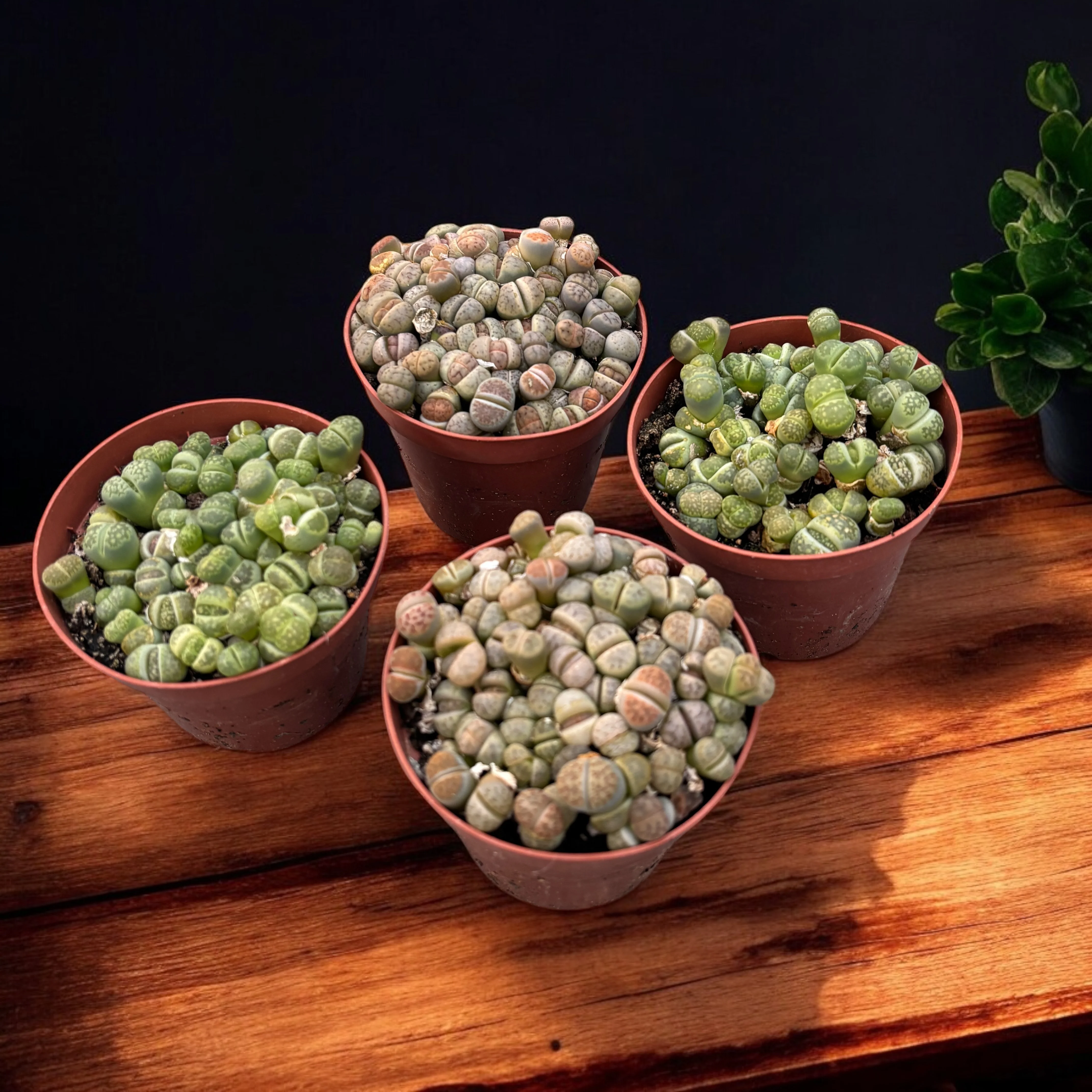 Lithops mix („Pietre vii”) D8