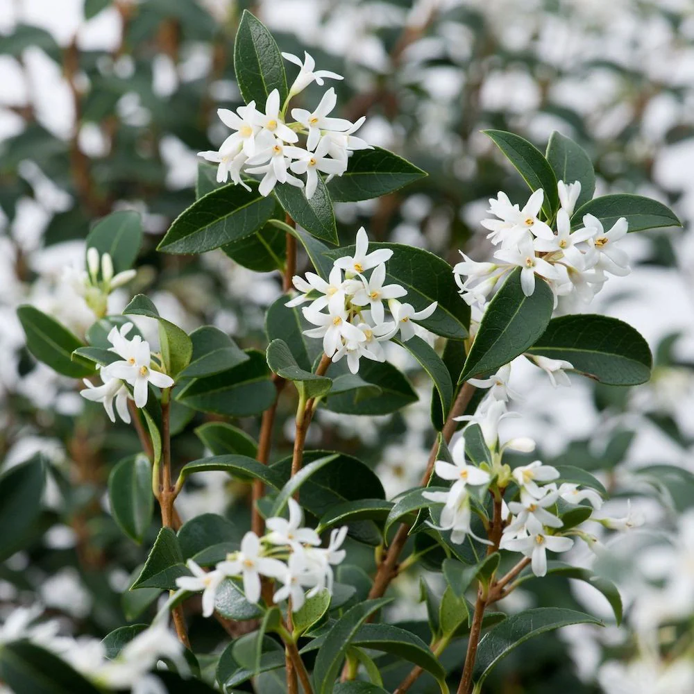 Osmanthus x burkwoodii – parfumat, de gradina