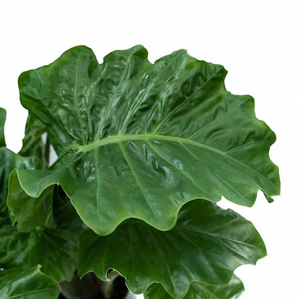 Alocasia ‘Low Rider’ – Alocasia compacta cu frunze mari si aspect tropical