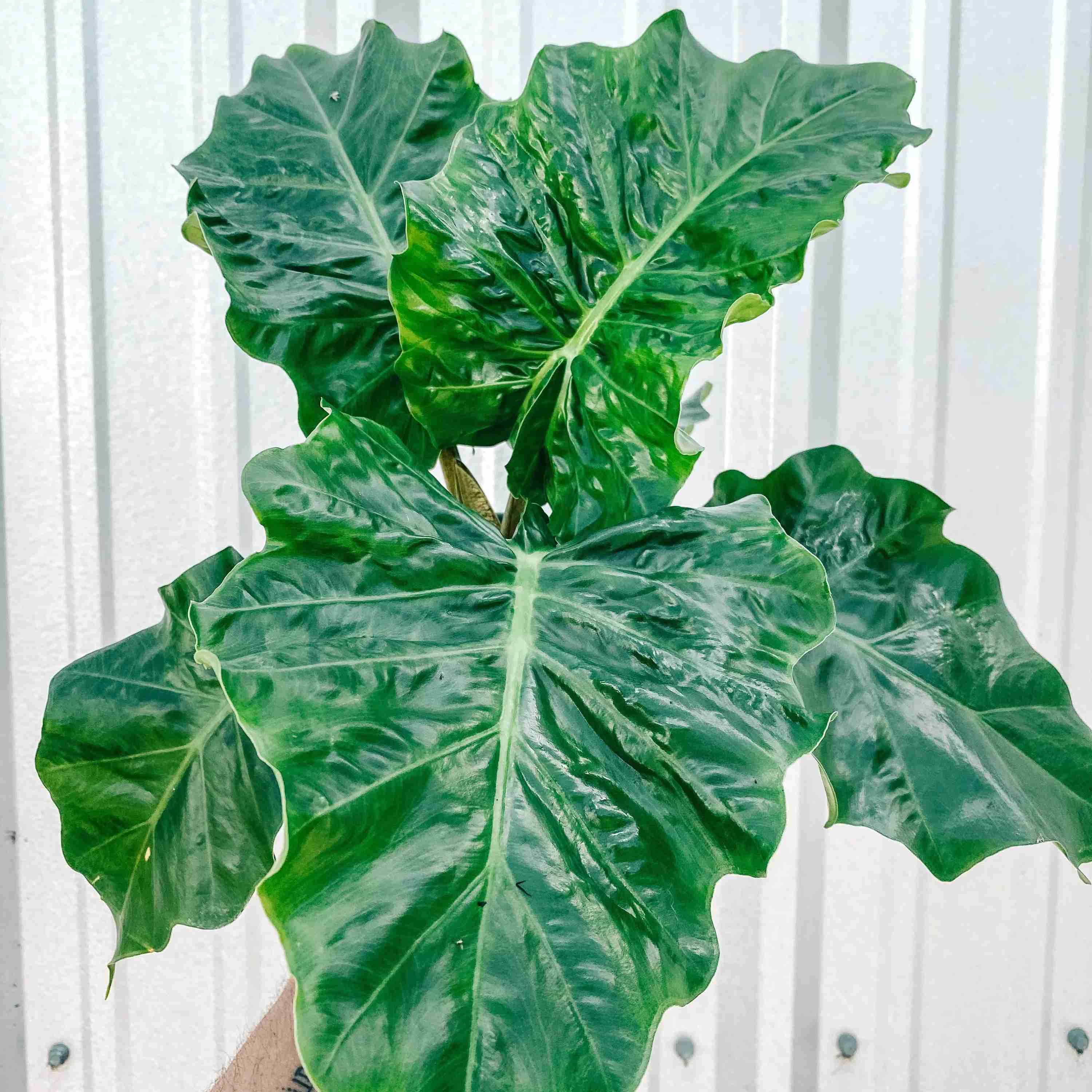 Alocasia 'Low Rider’ D17