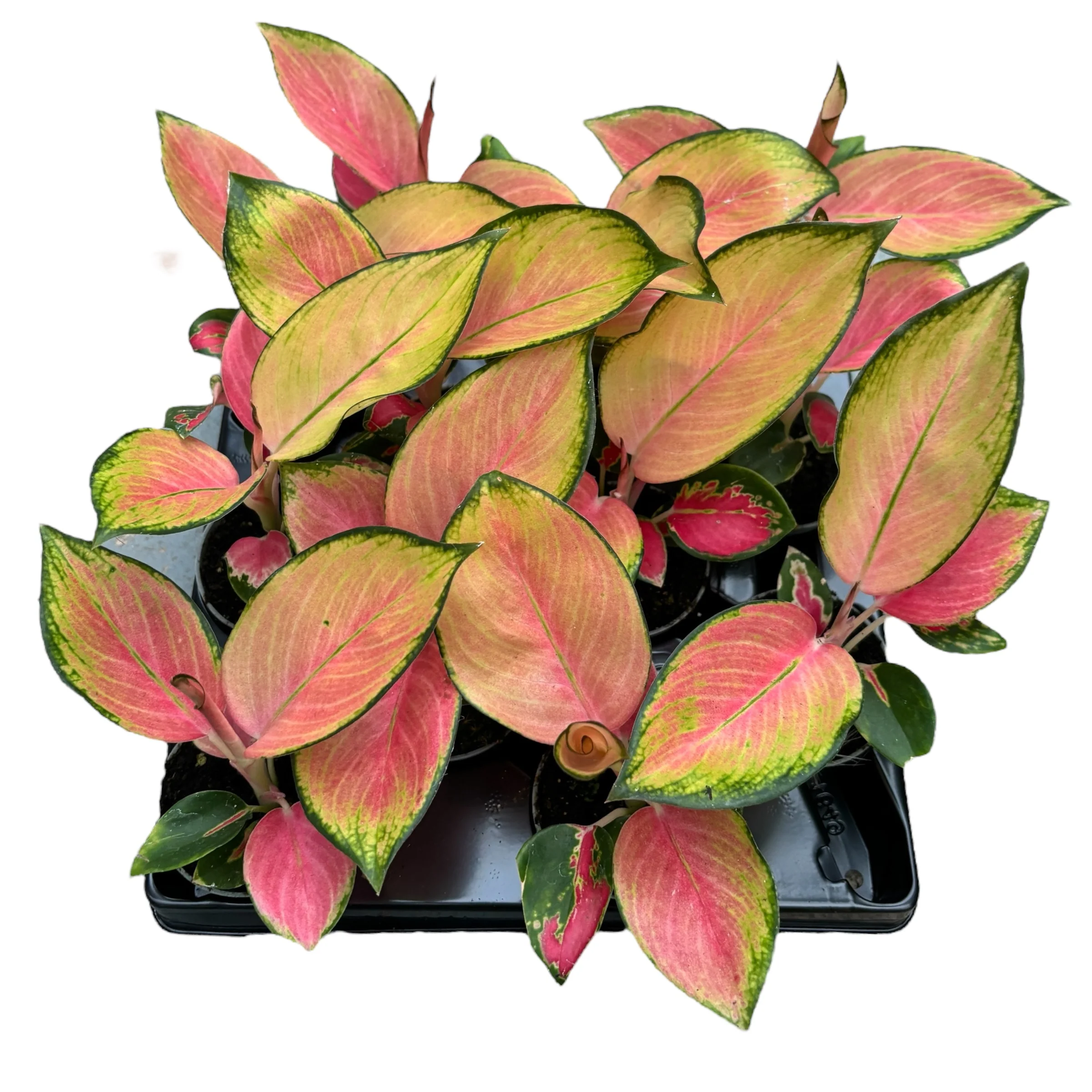 Aglaonema 'Red Dragon’ *babyplant