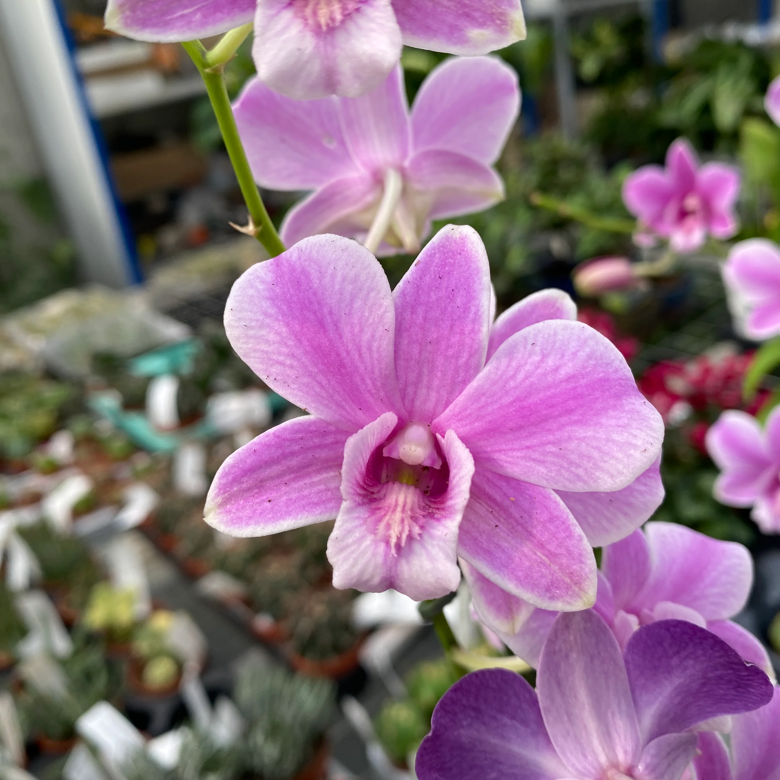 Dendrobium Phalaenopsis Spring Eclipse