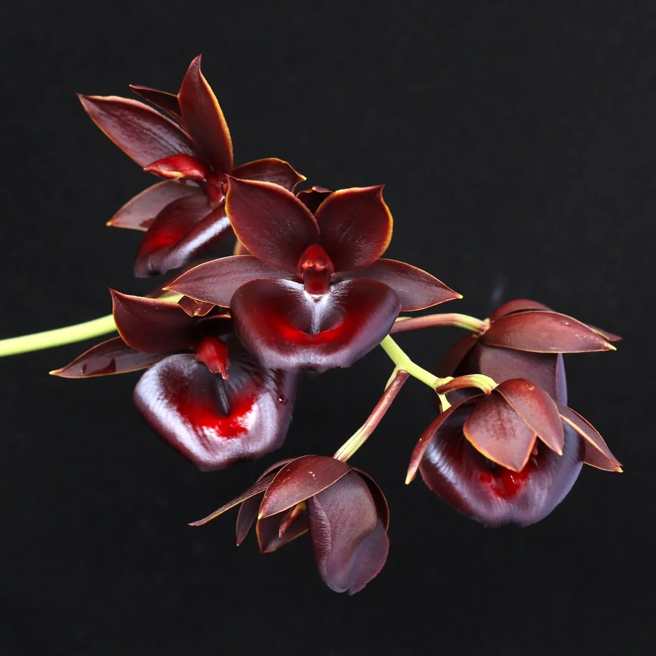 Catamodes Jumbo Rubytex 'Jumbo Black Magic’