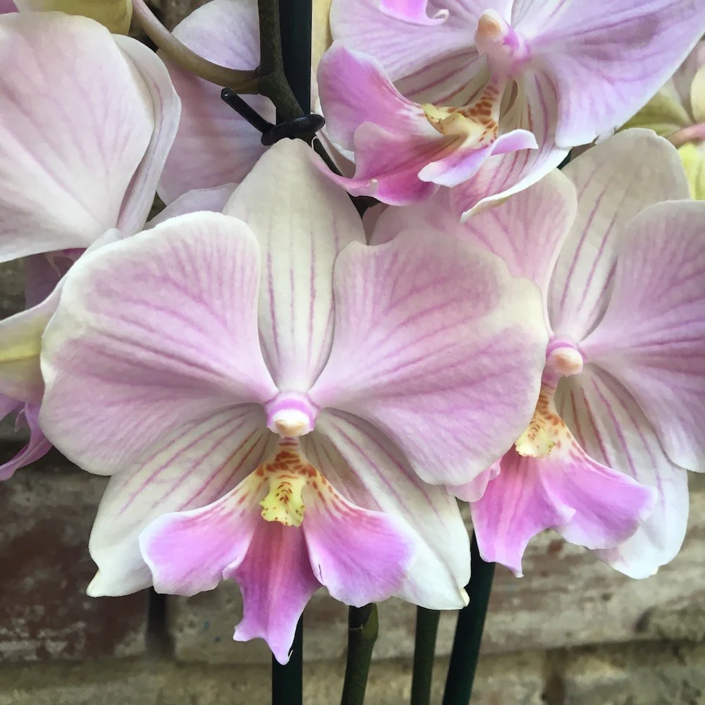 Phalaenopsis Manta Maldives *big lip