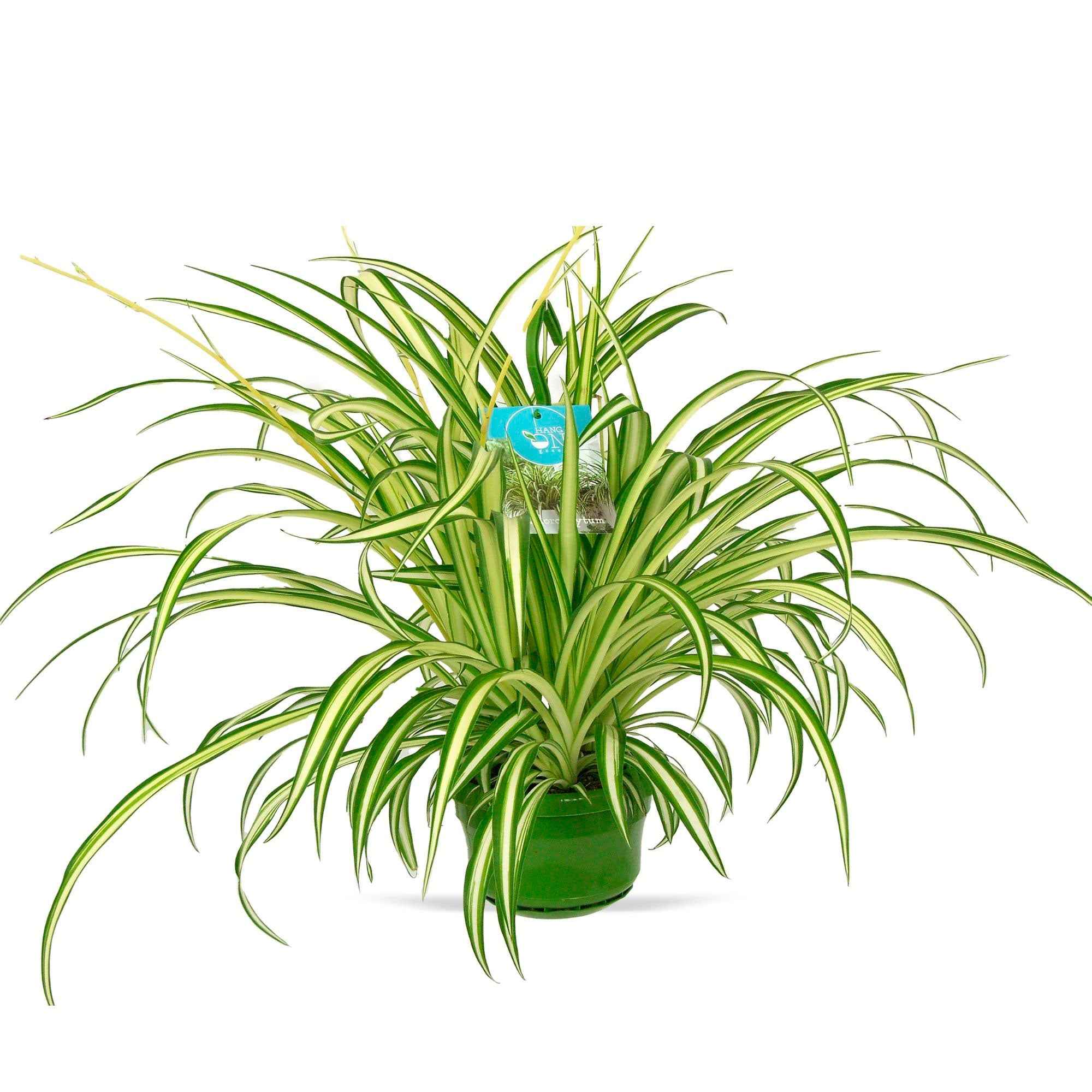 Chlorophytum comosum 'Vittatum’ (Variegated Spider Plant) – exemplare XL