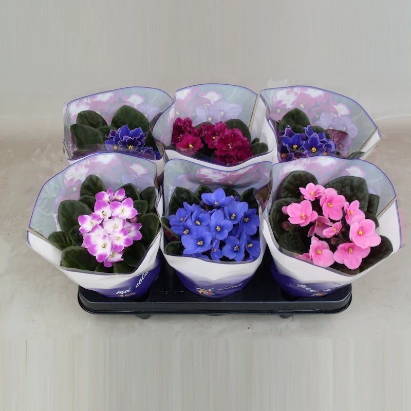 Violete de Parma – Saint Paulia mix – oferta corporate de Martisor