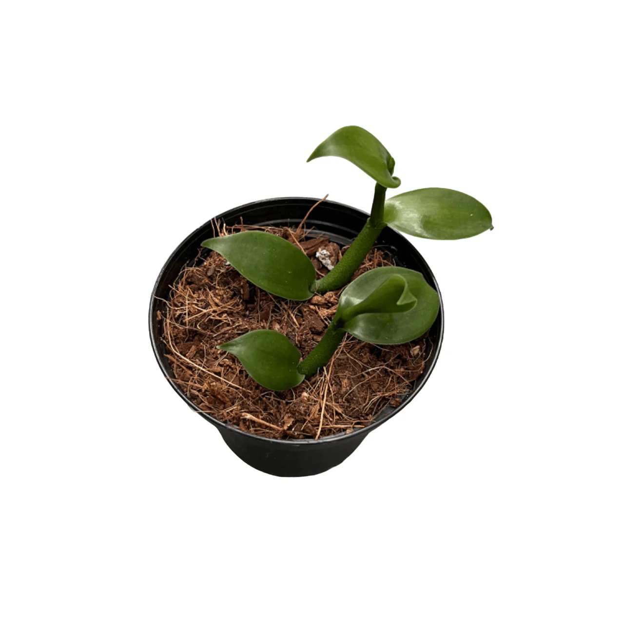 Vanilla Planifolia – Orhideea de vanilie, D8
