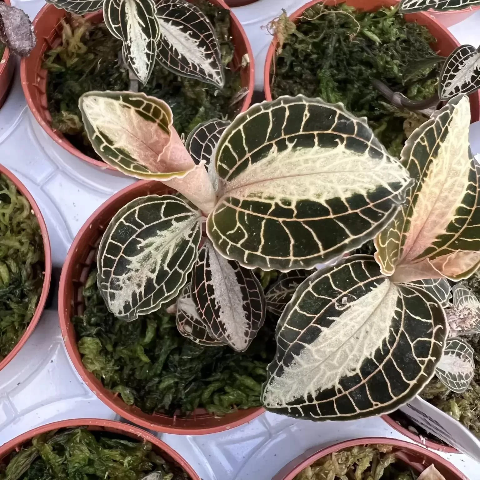 Anoectochilus roxburghii variations (Jewel Orchid)