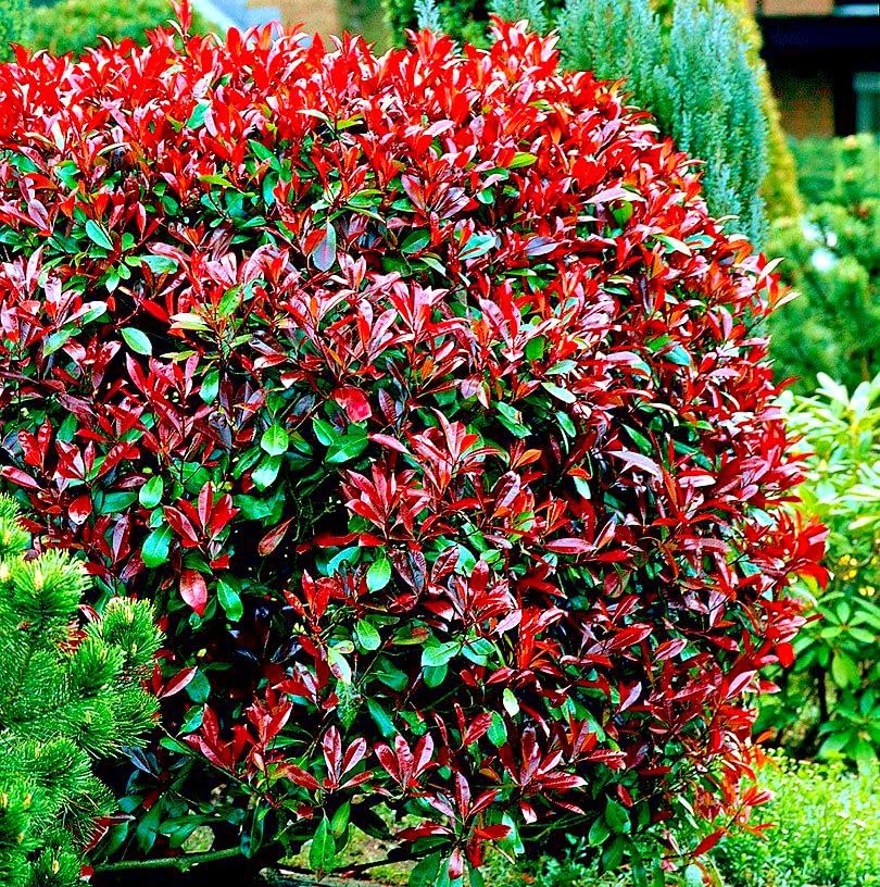 Photinia x fraseri 'Little Red Robin’ – arbust compact cu frunzis rosu aprins