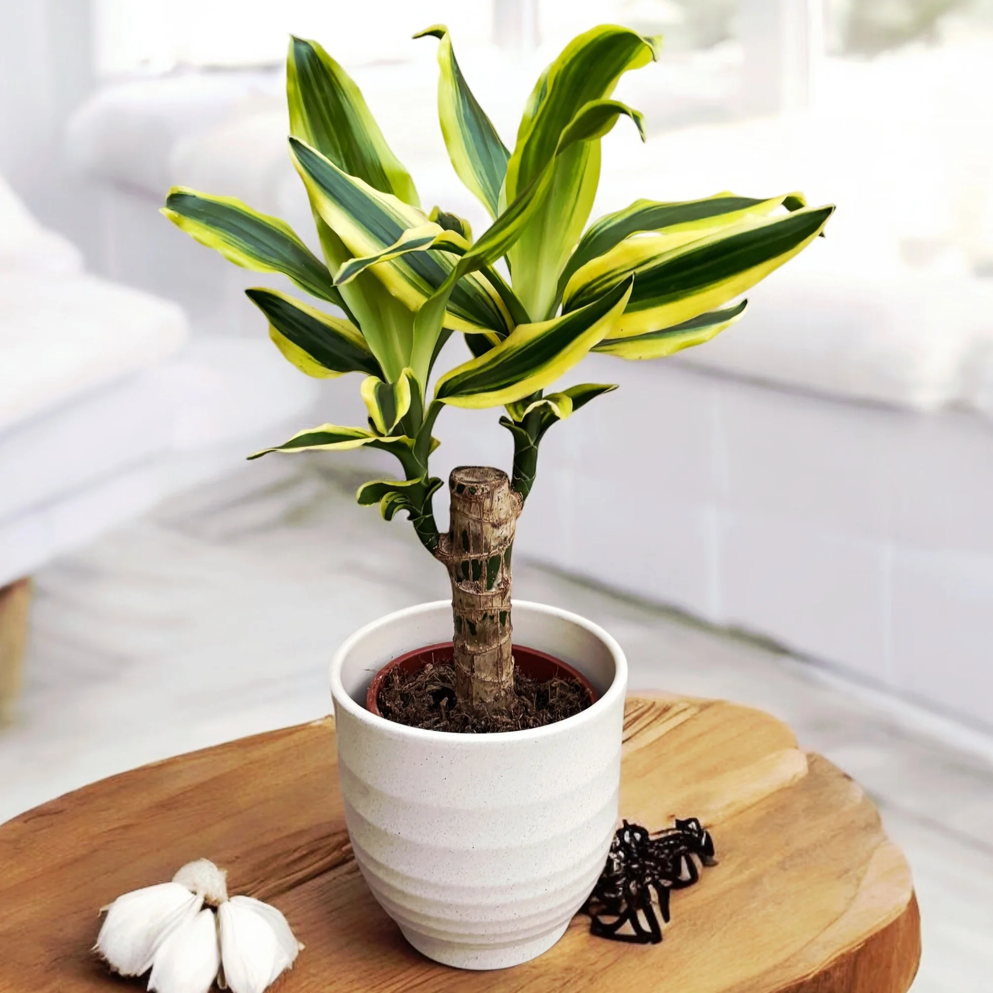 Dracaena Fragrans 'Golden King’