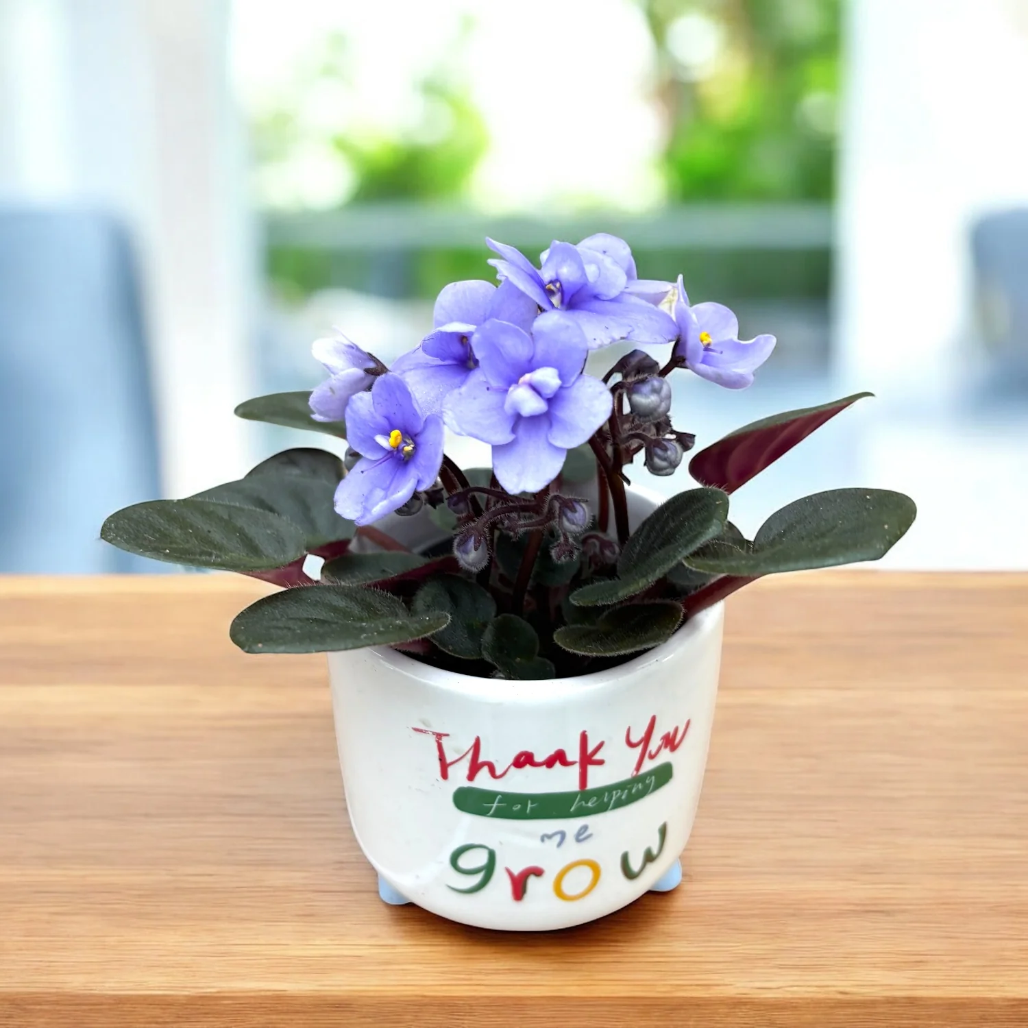 Violete albastre deschis – Saintpaulia Loni Blue (miniatura)