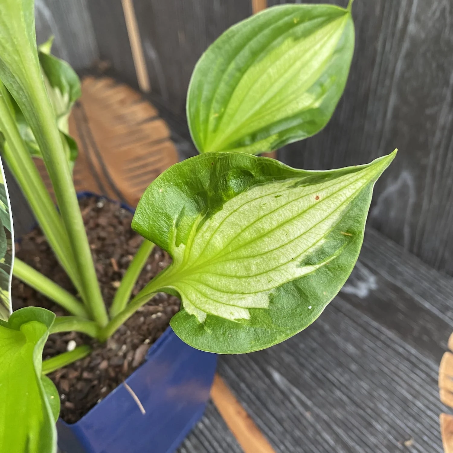 Hosta 'Colored Hulk’ (Plantain Lily 'Colored Hulk’) – crin de toamna