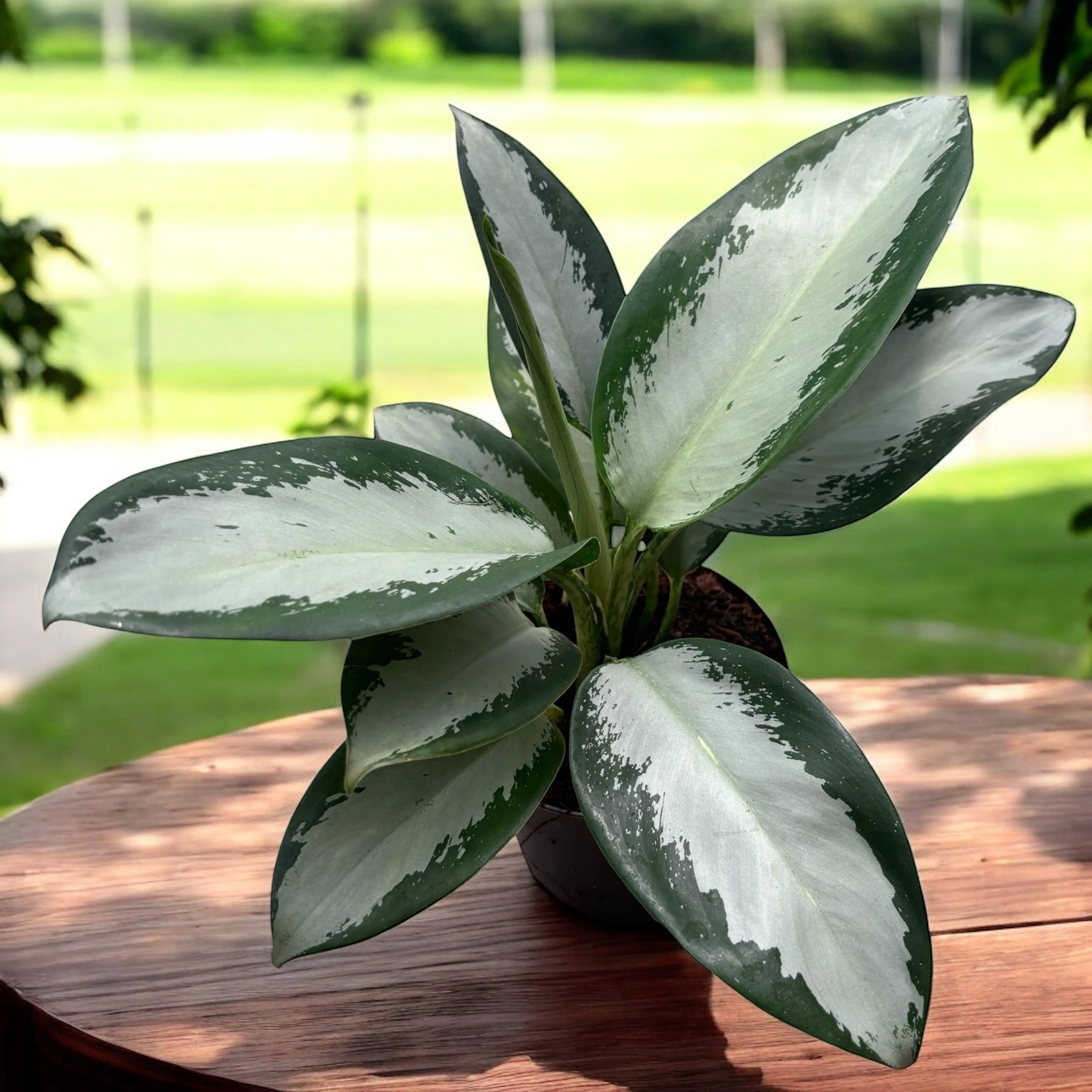 Aglaonema 'Silver Blue’ – eleganta tropicala cu frunzis metalic argintiu-verzui