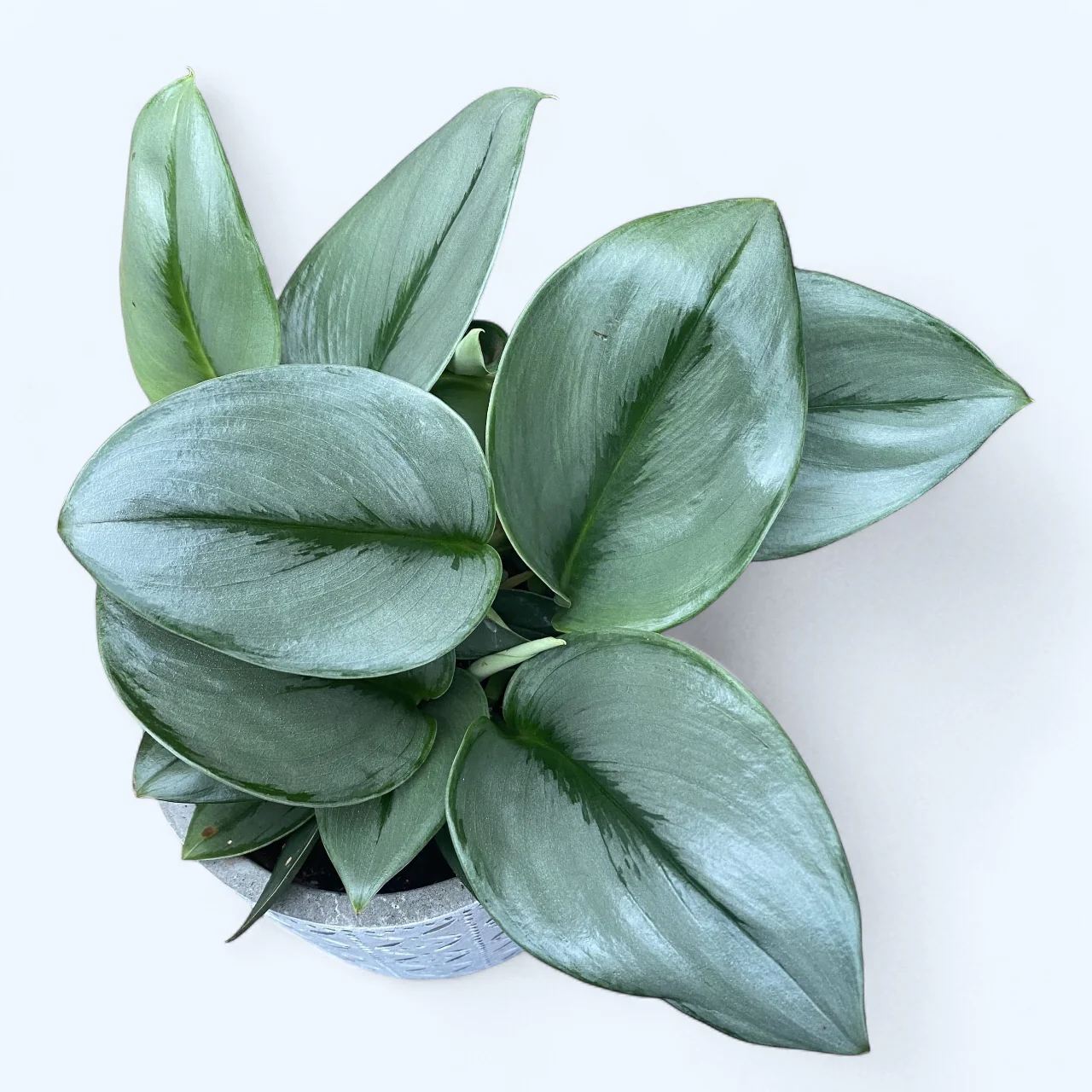 Scindapsus treubii ‘Moonlight’ – eleganta argintie pentru orice interior