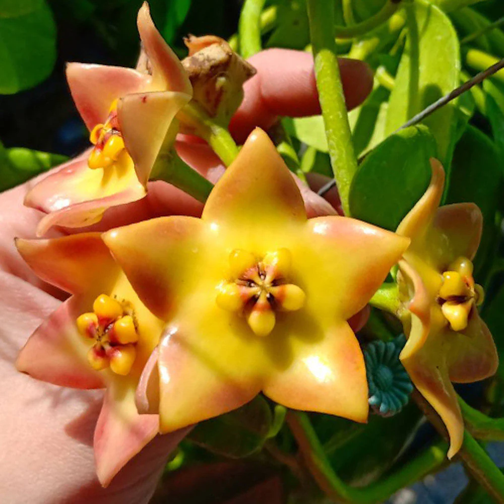 Hoya 'Ruthie’ (MM x sussuela) – flori mari, parfumate