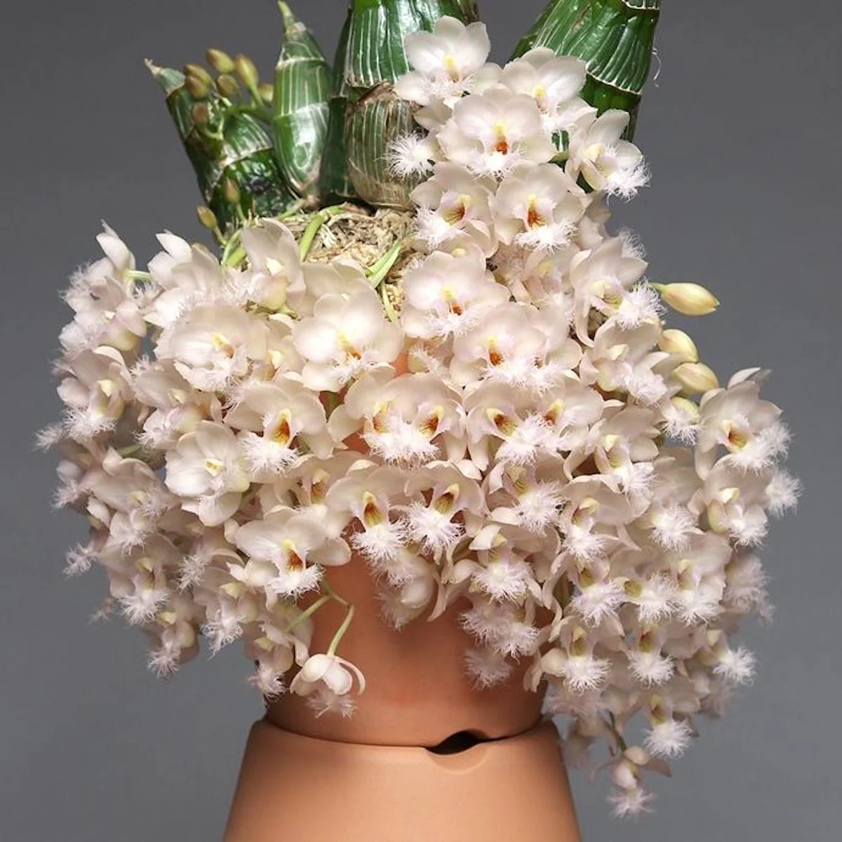 Clowesia Grace Dunn (Clowesia warczewitzii × Clowesia rosea) – exemplare tinere