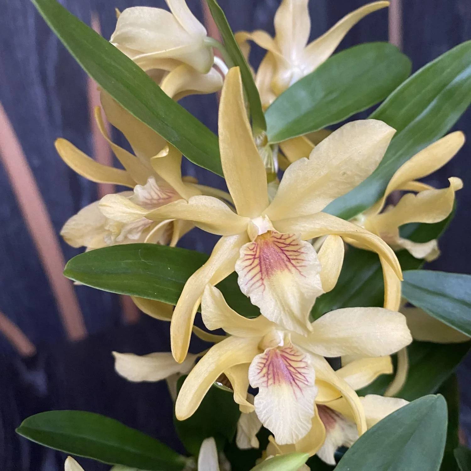 Dendrobium Stardust 'Chyomi’