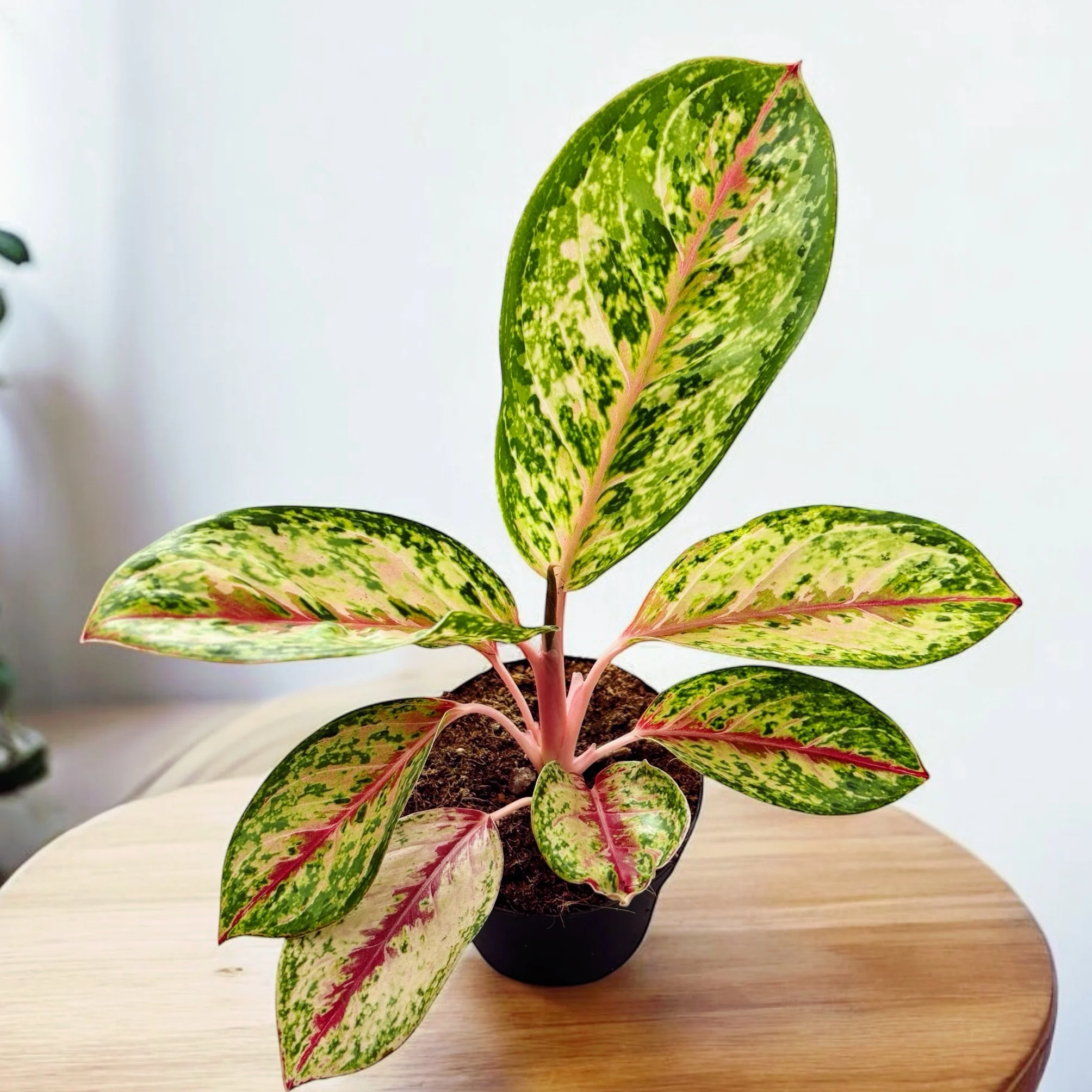 Aglaonema 'Celebration’